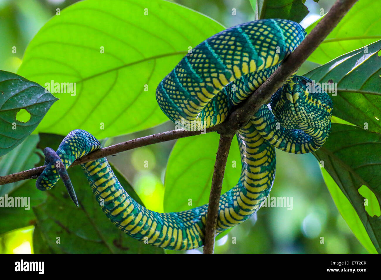 Grünen Viper ruhen auf einem Ast in Mulu-Nationalpark Stockfoto