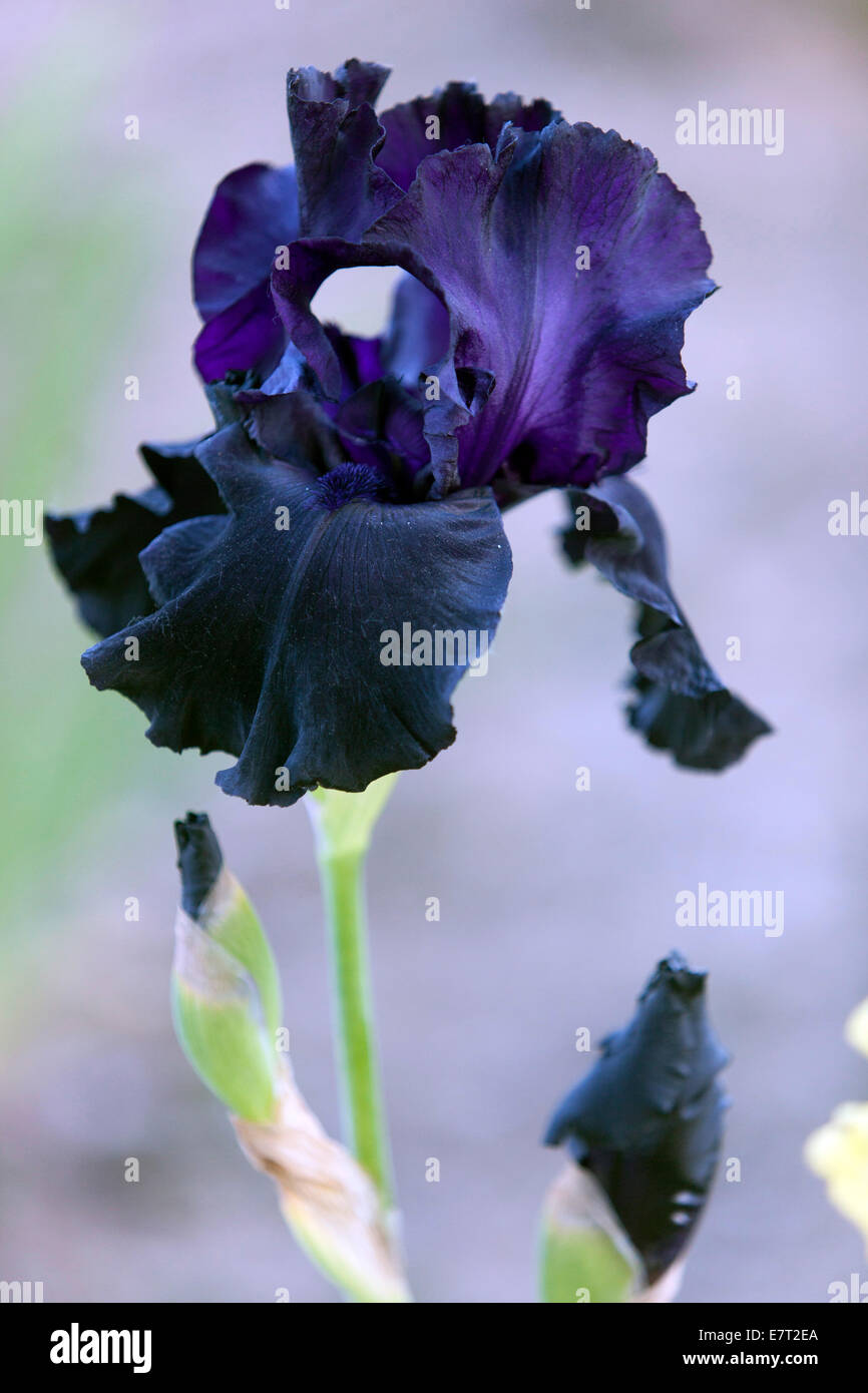 Black Iris Flower hoch Bartlilie 'Black Dragon' Dunkle Iris Hochformat Stockfoto