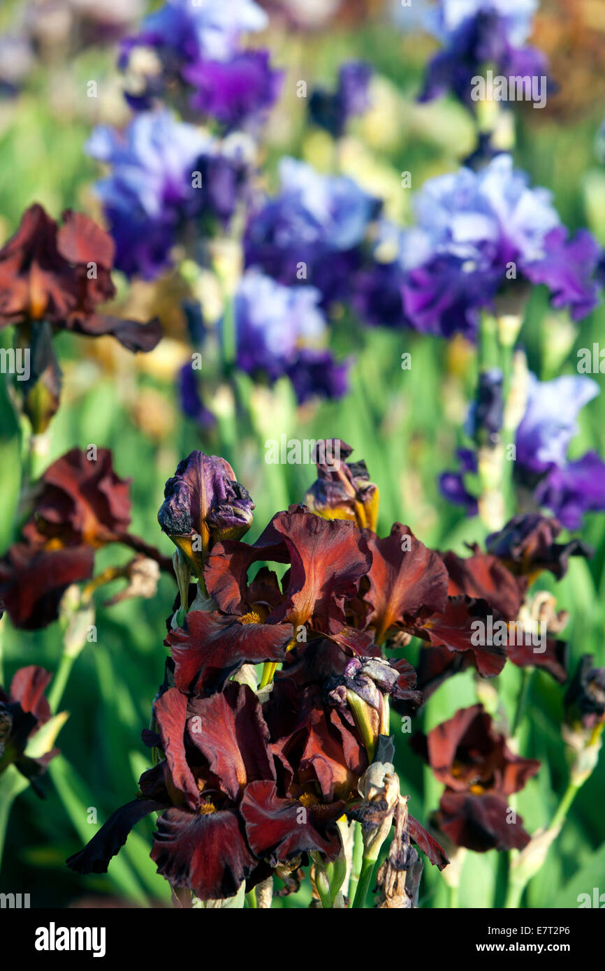 Bunten Blumen im Garten Stockfoto