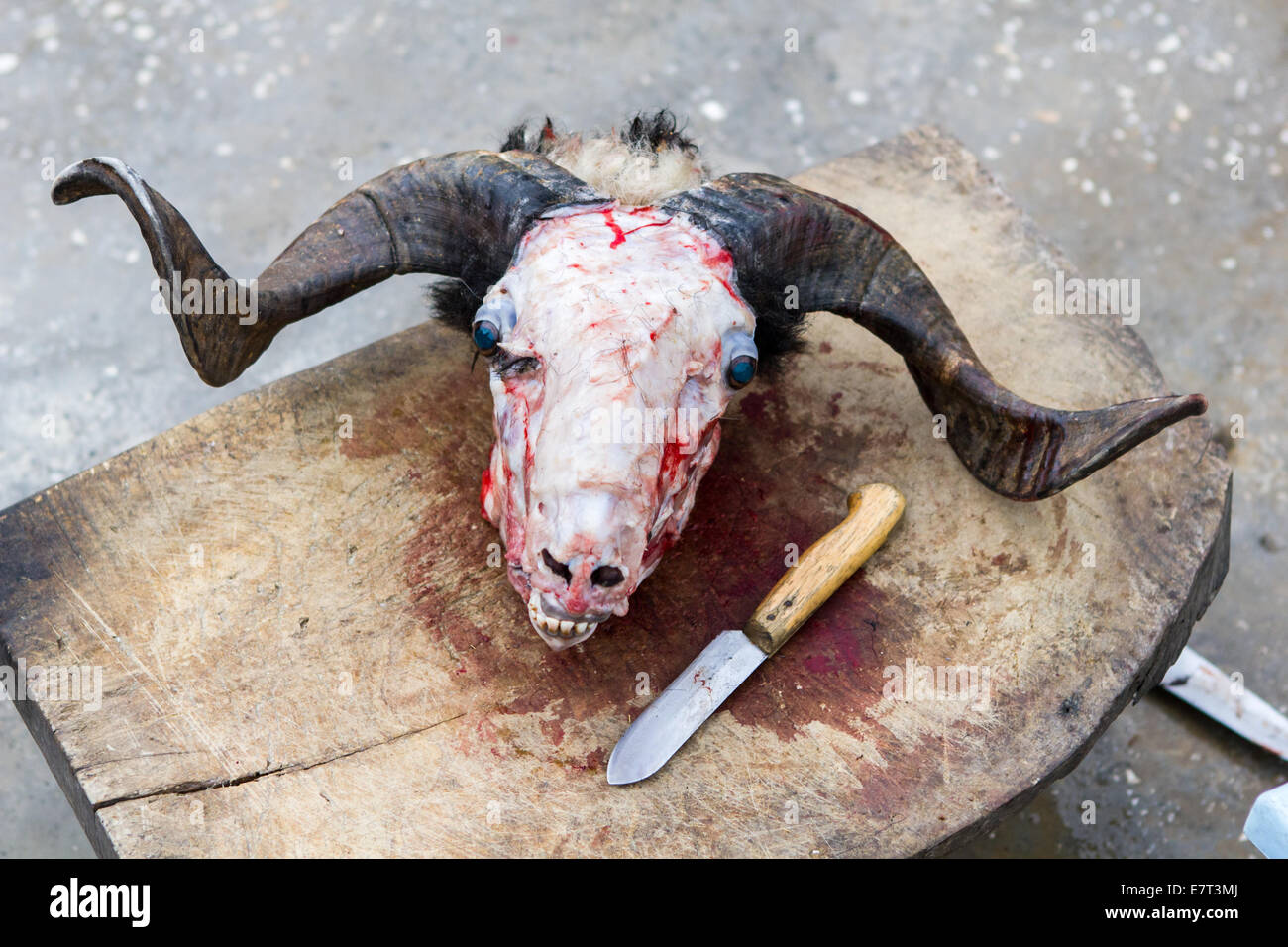 Der Schädel von einem Opfer Ram, die rituell, während das islamische Opferfest in Gaziantep, Türkei getötet wurde. Stockfoto