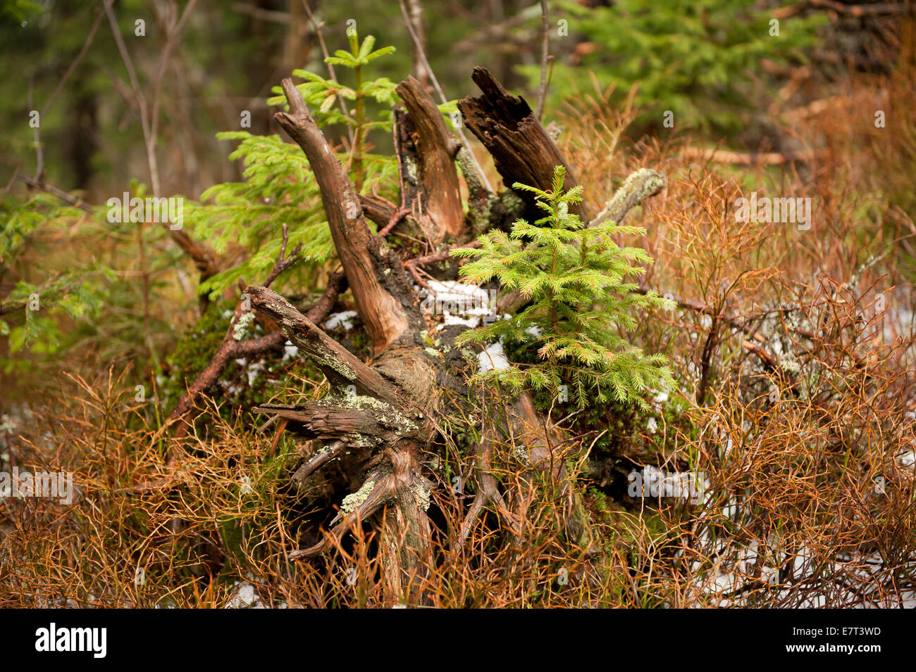 Reduzierten Stamm Zweig und junger Baum wächst am Stamm im Nationalpark Babia Góra Stockfoto