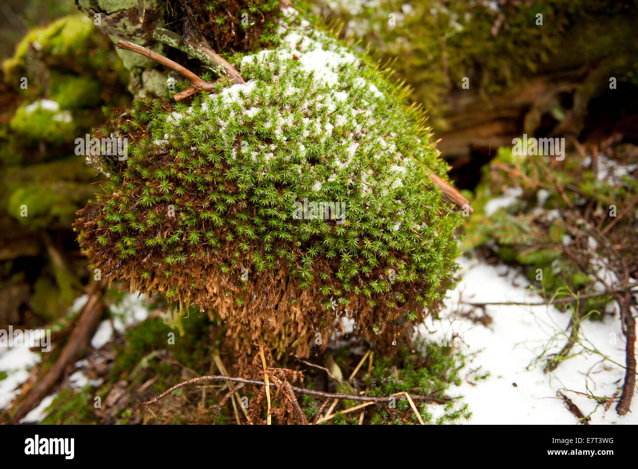 Hagelkörner in Polytrichum Moos verklumpen im Nationalpark Babia Góra Stockfoto