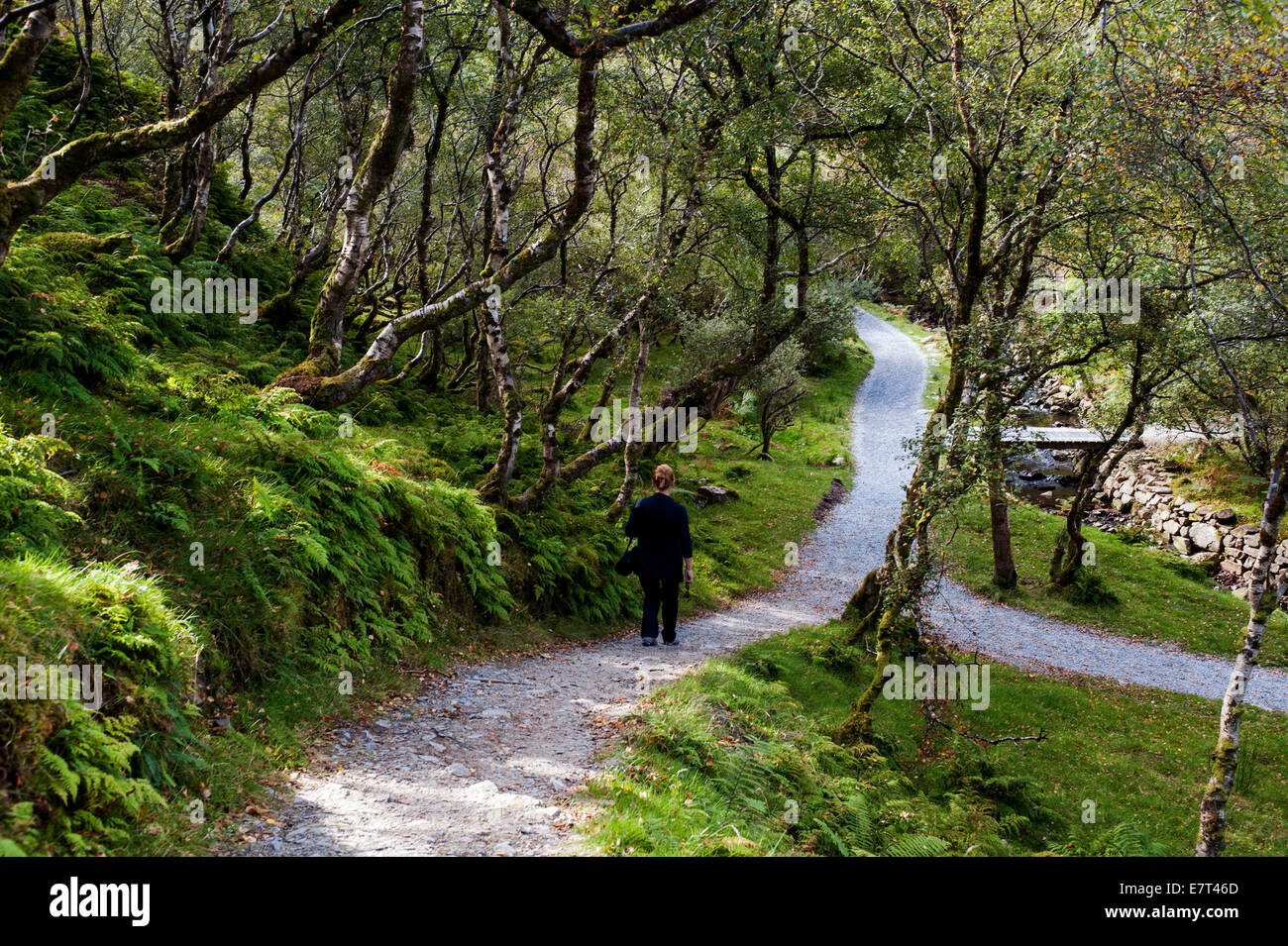 Frau allein zu Fuß durch isolierte Waldweg, County Donegal, Irland Stockfoto