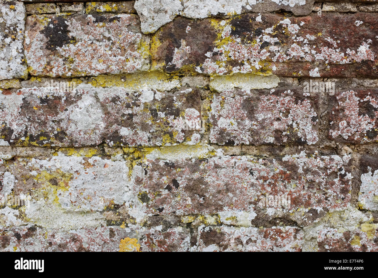 Verwitterte Mauer in Flechten als eine abstrakte Hintergrundtextur abgedeckt Stockfoto
