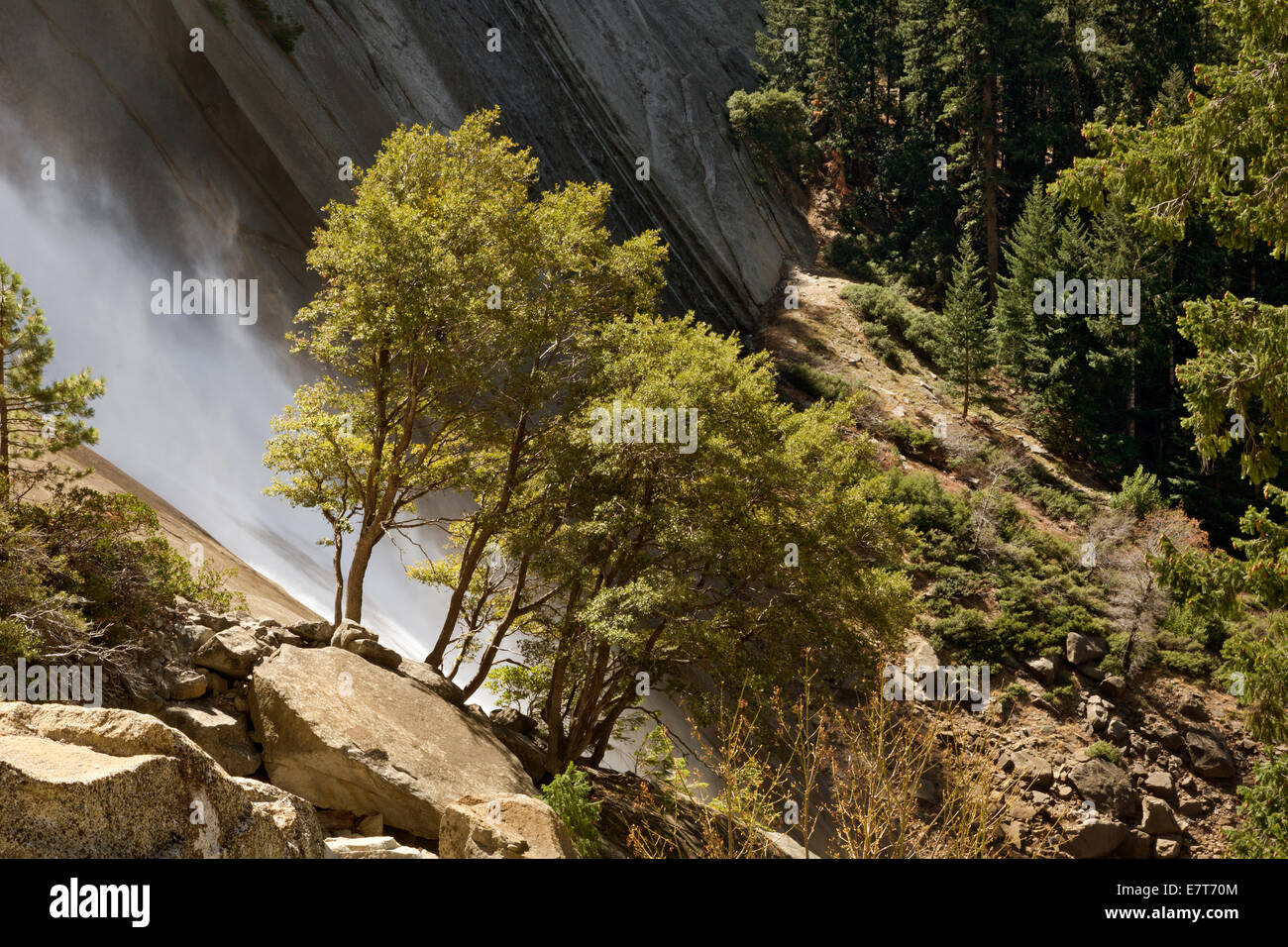 Kalifornien - Bäume wachsen entlang der Seiten des Nevada Fall am Merced River aus dem Nebel-Pfad im Yosemite National Park. Stockfoto