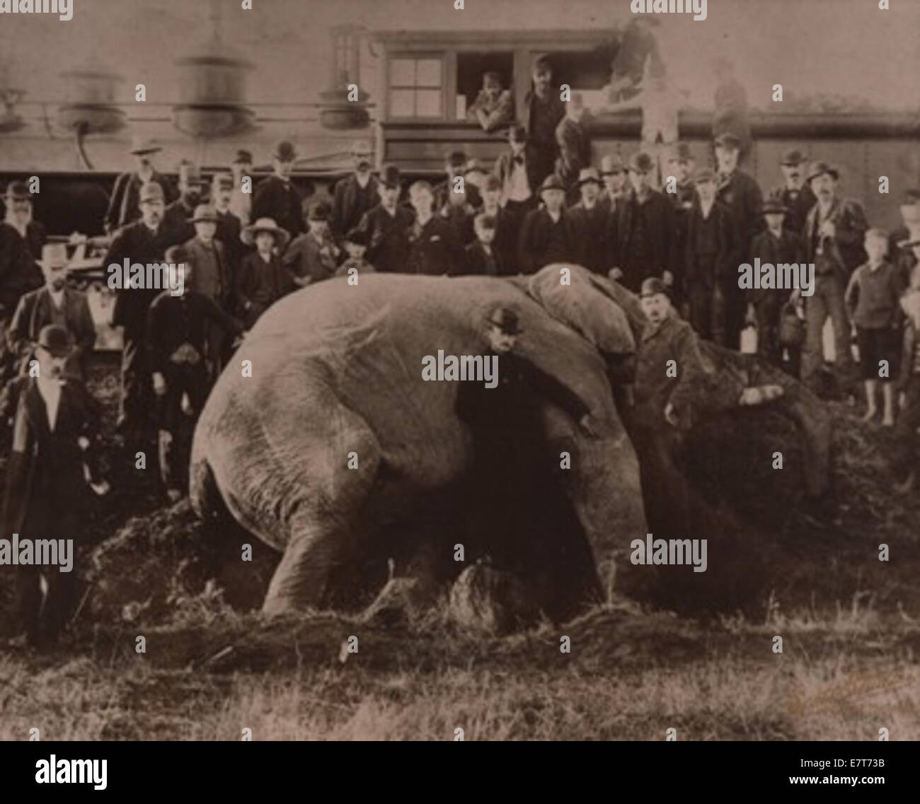 Eine Fotografie von Jumbo, dem berühmten Zirkuselefanten, aufgenommen während seiner Zeit mit P.T. Barnums Zirkus im 19. Jahrhundert. Jumbo war für seine Größe bekannt und wurde zu einer beliebten Attraktion, die den Höhepunkt der Zirkusunterhaltung symbolisierte. Stockfoto