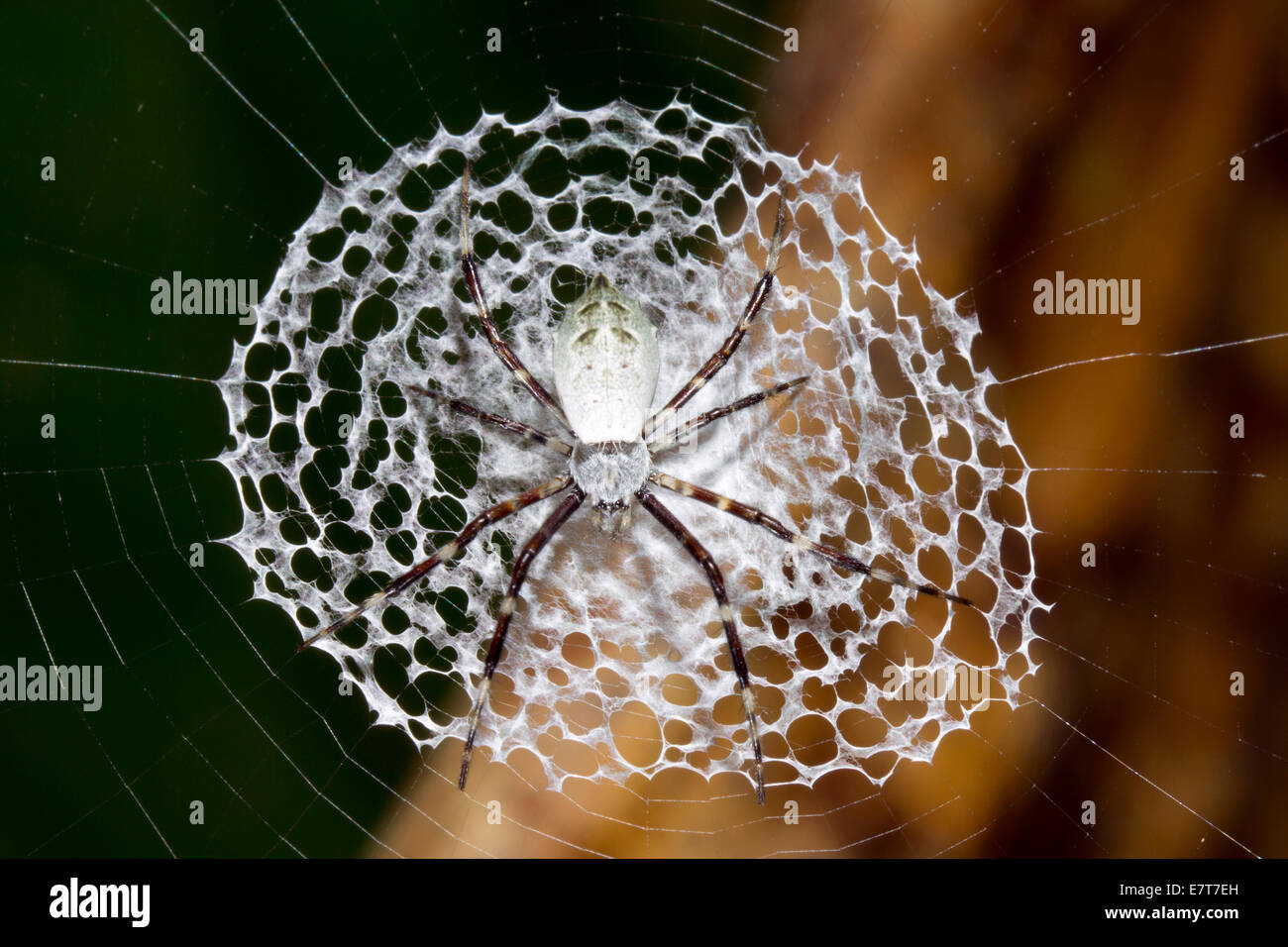 Spinne, Argipoe von Savignyi im Netz in den Regenwald, Ecuador Stockfoto