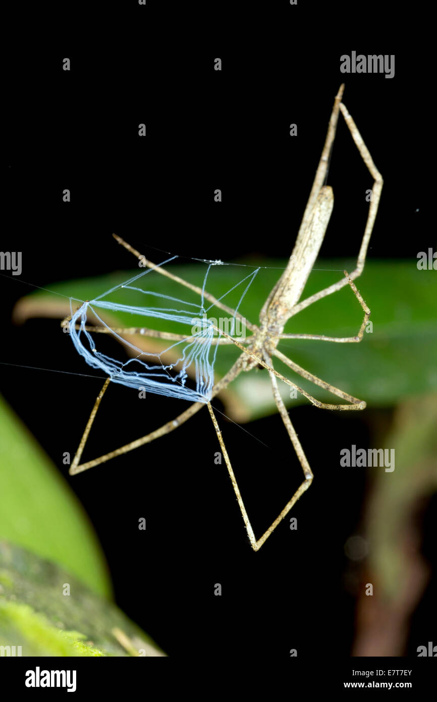Oger konfrontiert Spinne (Deinopus SP.) mit Web im ecuadorianischen Amazonasgebiet. Stockfoto