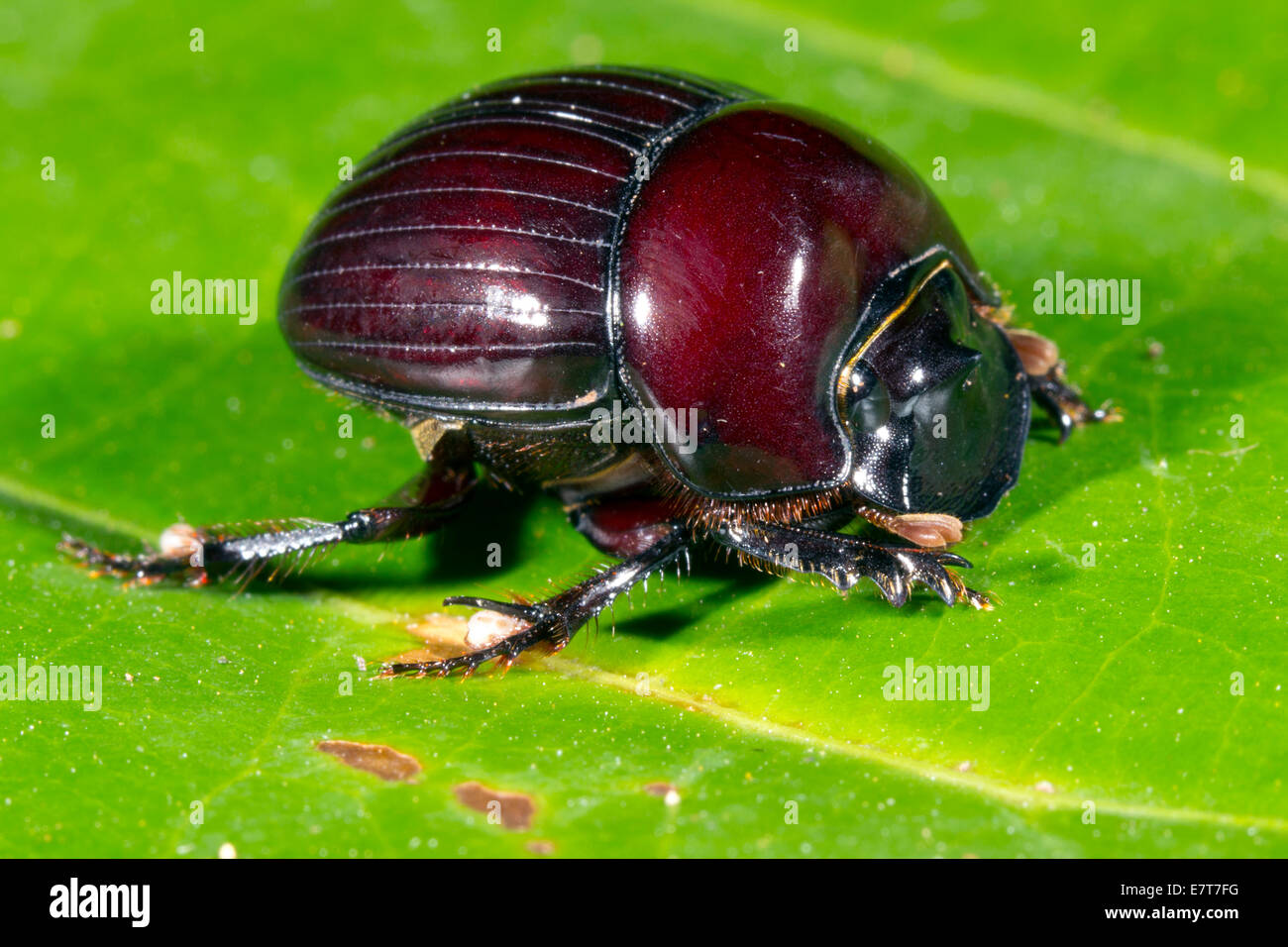 Roter Skarabäus-Käfer auf einem Blatt im Regenwald Ecuadors. Stockfoto