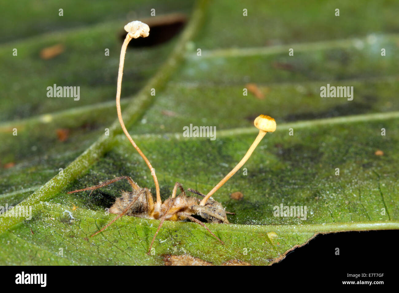 Cordyceps Pilz eine Ameise in den ecuadorianischen Amazonas fliegen Stockfoto