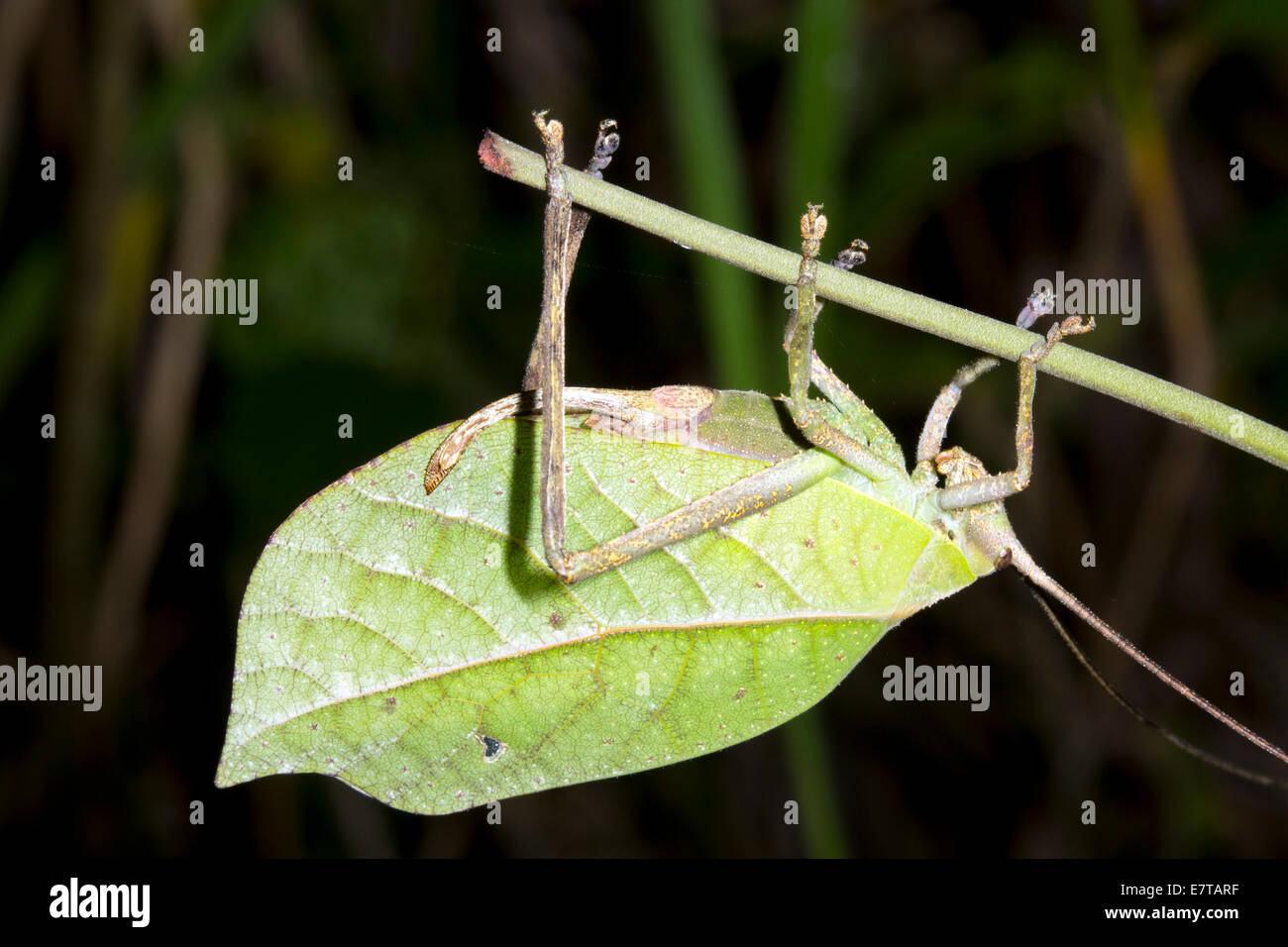 Grünes Blatt mimischen Grashuepfer auf einem Stiel, Ecuador Stockfoto