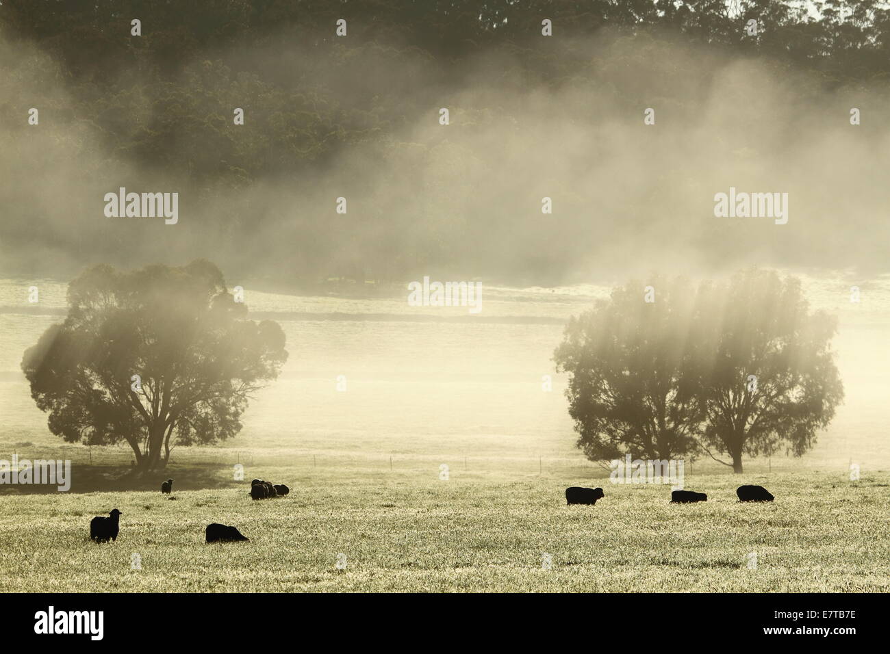 Merino-Schafe weiden unter einer nebligen Landschaft in Western Australia. Stockfoto