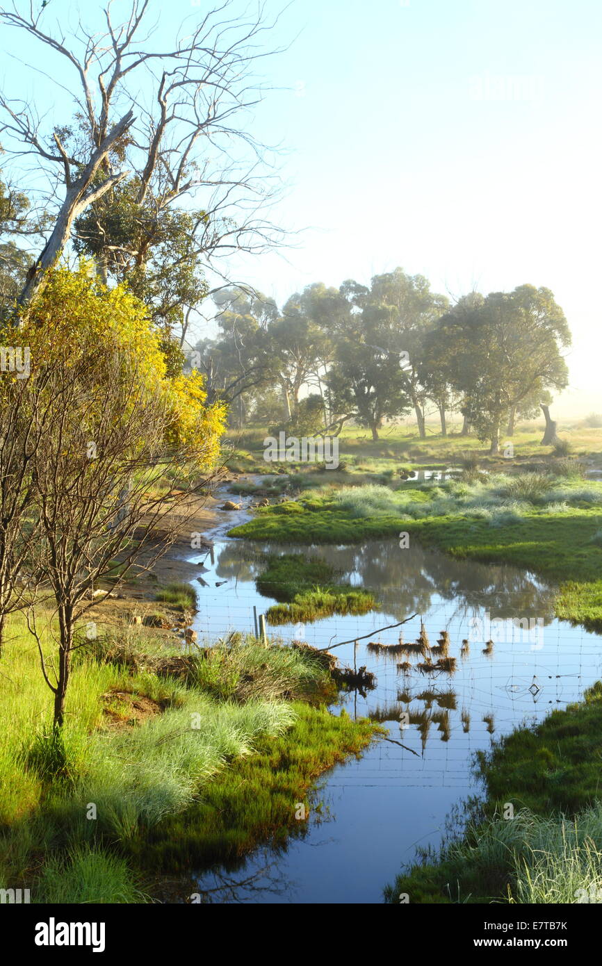 Am frühen Morgennebel wirbelt über einen Bach auf einer Farm in Western Australia, Australien. Stockfoto