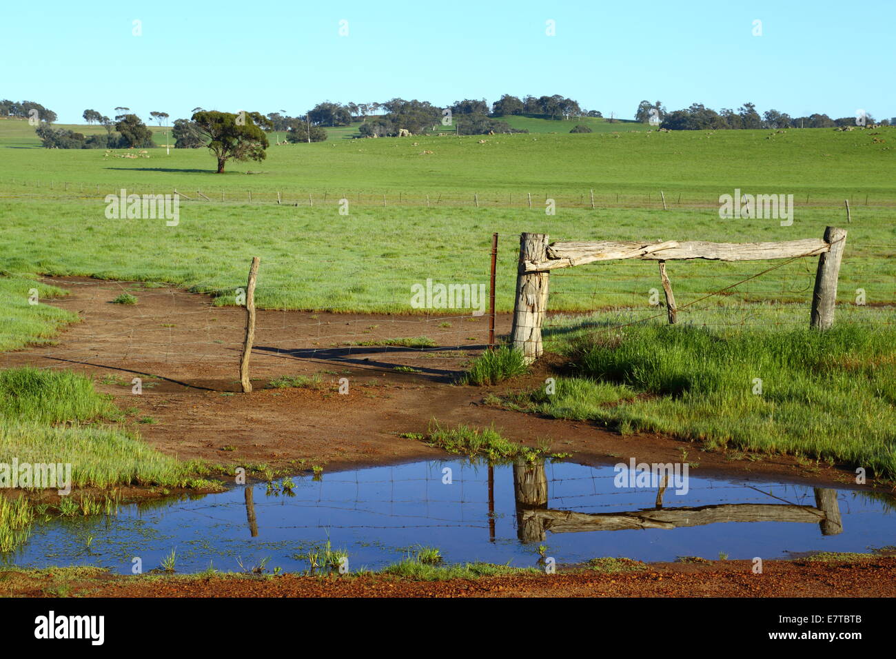 Zaunpfosten spiegeln in einer kurzlebigen Wasser Pfütze auf einer Farm in Western Australia. Stockfoto