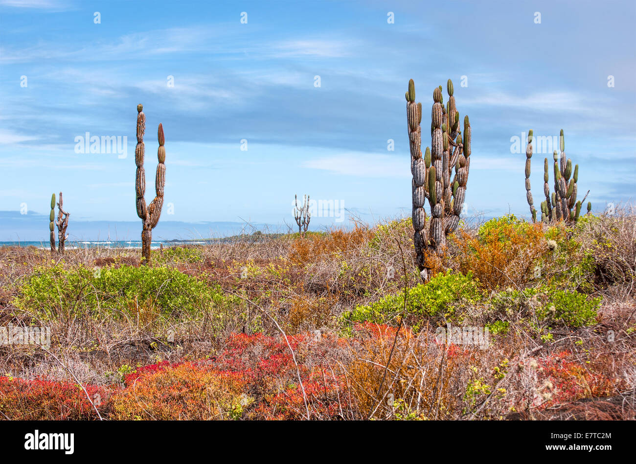 Landschaftlich Galapagos Insel Isabela Stockfoto