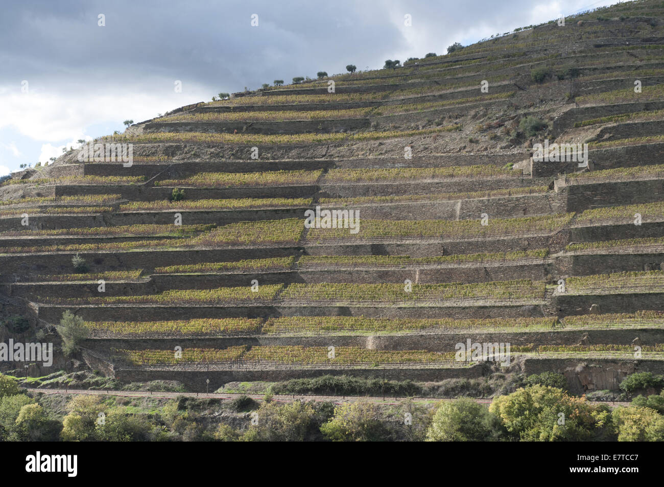 Weinberg in Quinta De La Rosa, Pinhao, Portugal Stockfoto