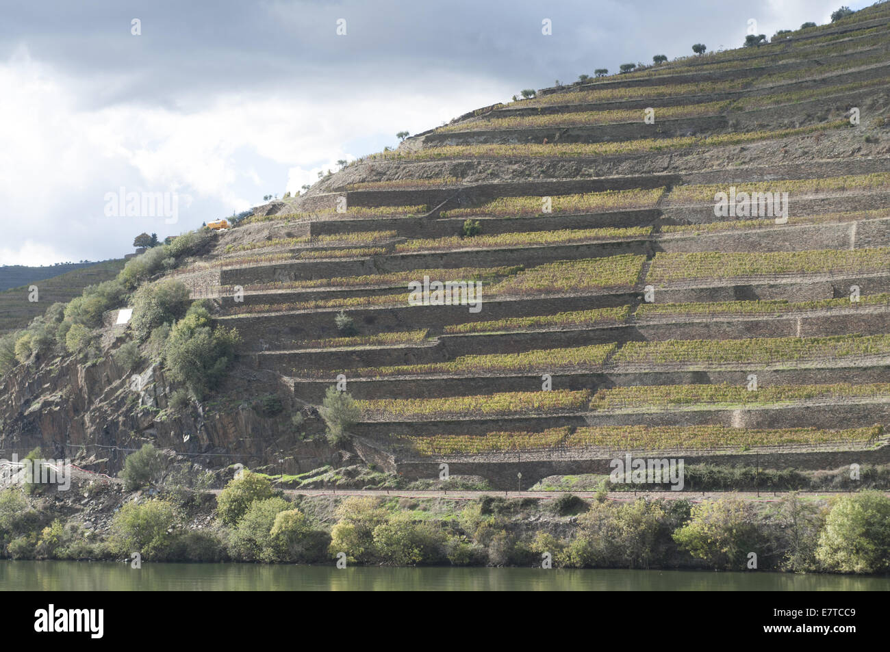 Weinberg in Quinta De La Rosa, Pinhao, Portugal Stockfoto