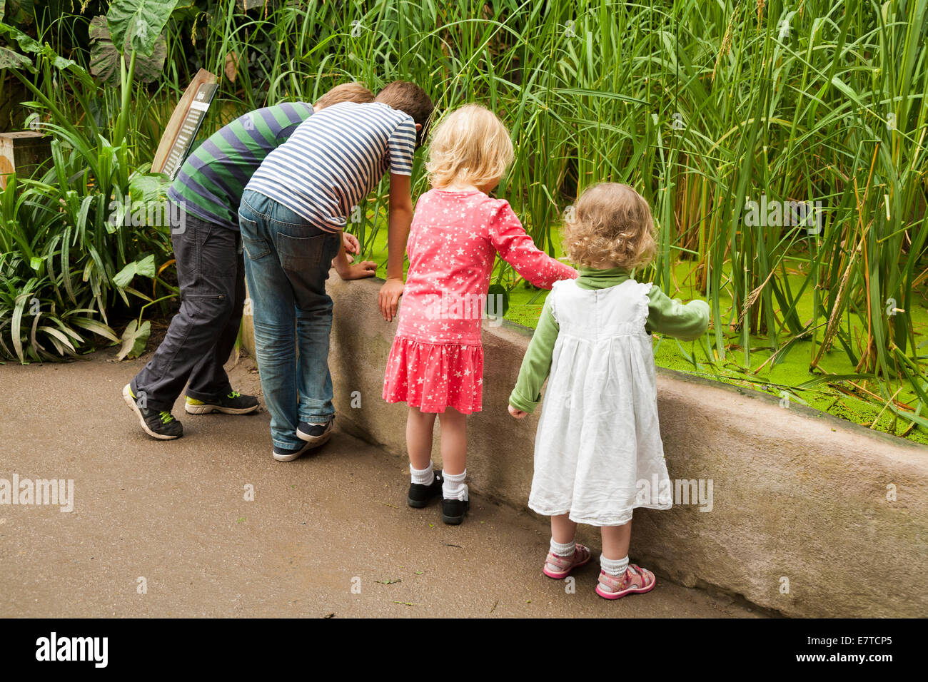 Vier 4 jährige Mädchen / Kind / & zwei 2-jährige Schwester Kind Kleinkind + Jungen studieren Teich mit Schilf / Gräser. Eden Project Biome UK Stockfoto