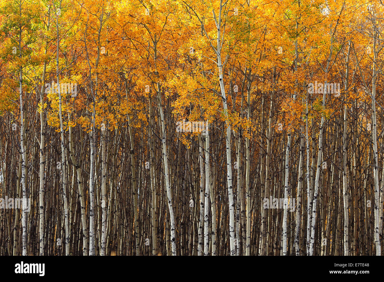 Schöne Espe Bäume (Populus Tremuloides) zeigen ihre Farben im Herbst Stockfoto