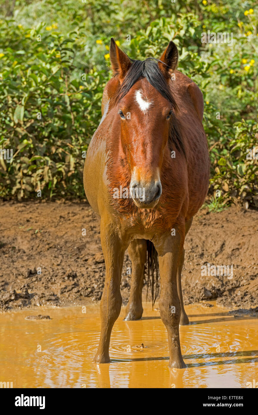 Pferd, wobei ein Schlammbad, Osterinsel, Chile Stockfoto