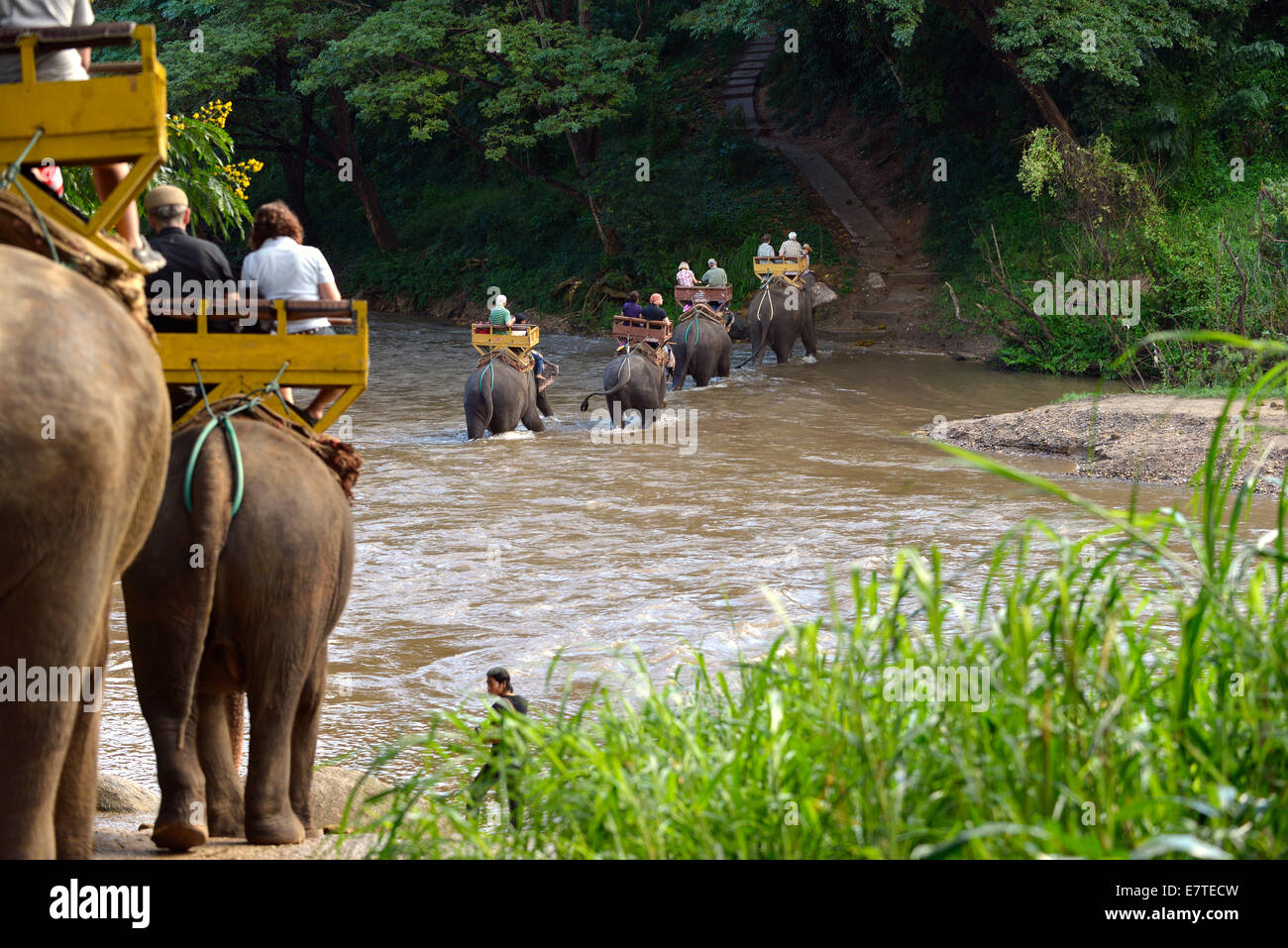 Elefanten-trekking mit asiatischen oder asiatischen Elefanten (Elephas Maximus) am Mae Tang Fluss, Maetaman Elephant Camp Stockfoto