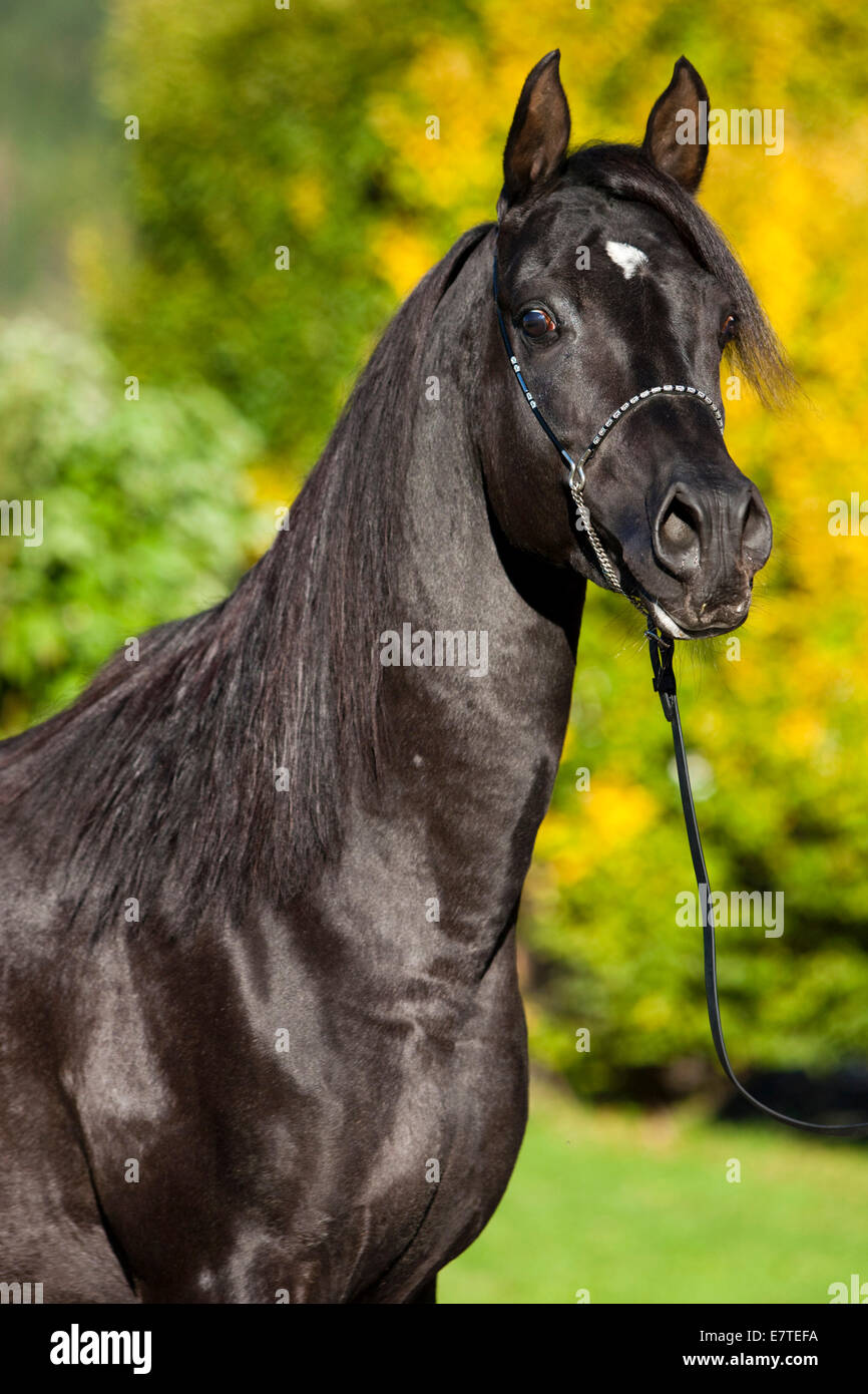 Arabisches Vollblut Pferd trägt eine Show Halfter, schwarzen Hengst, im Herbst, Österreich Stockfoto