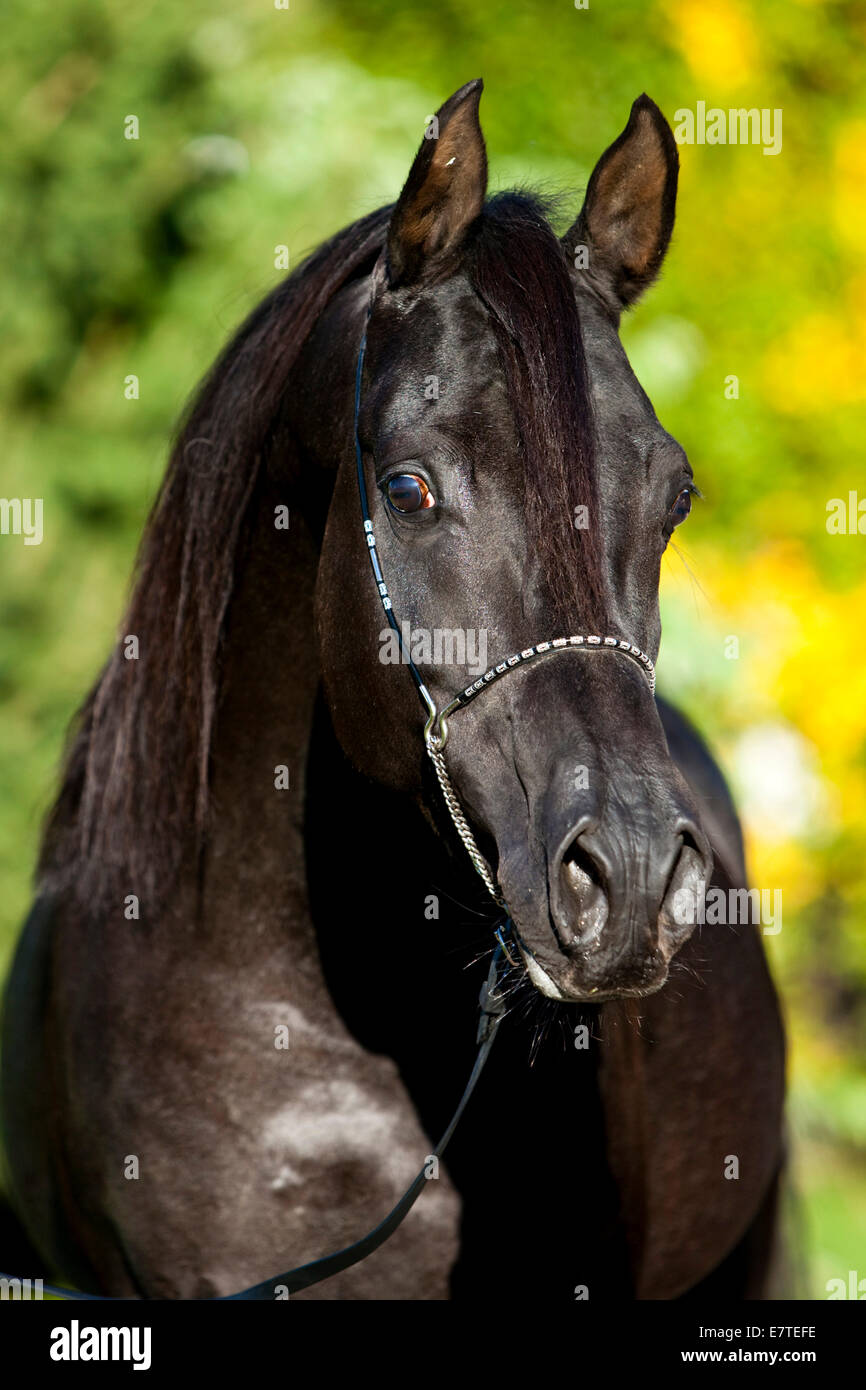 Arabisches Vollblut Pferd trägt eine Show Halfter, schwarzen Hengst, im Herbst, Österreich Stockfoto