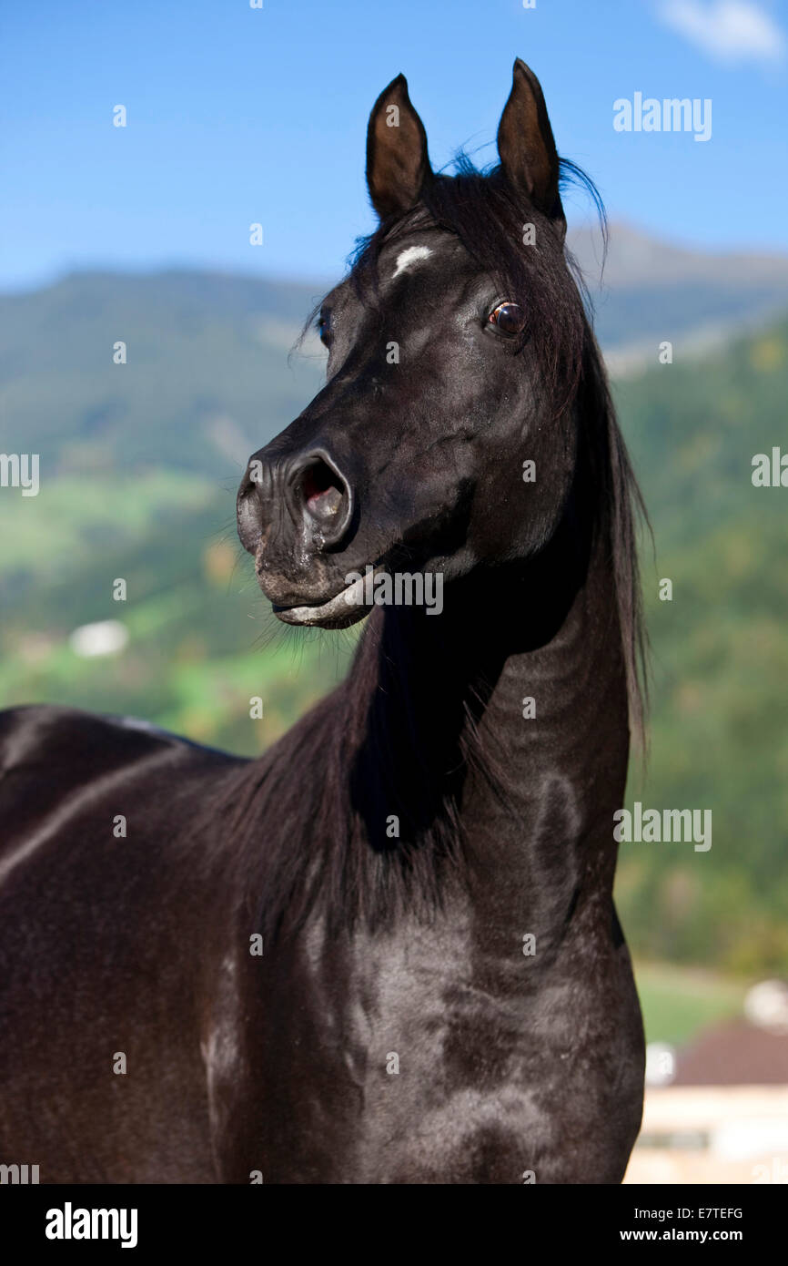 Arabisches Vollblut Pferd, schwarzen Hengst, Nord-Tirol, Österreich Stockfoto