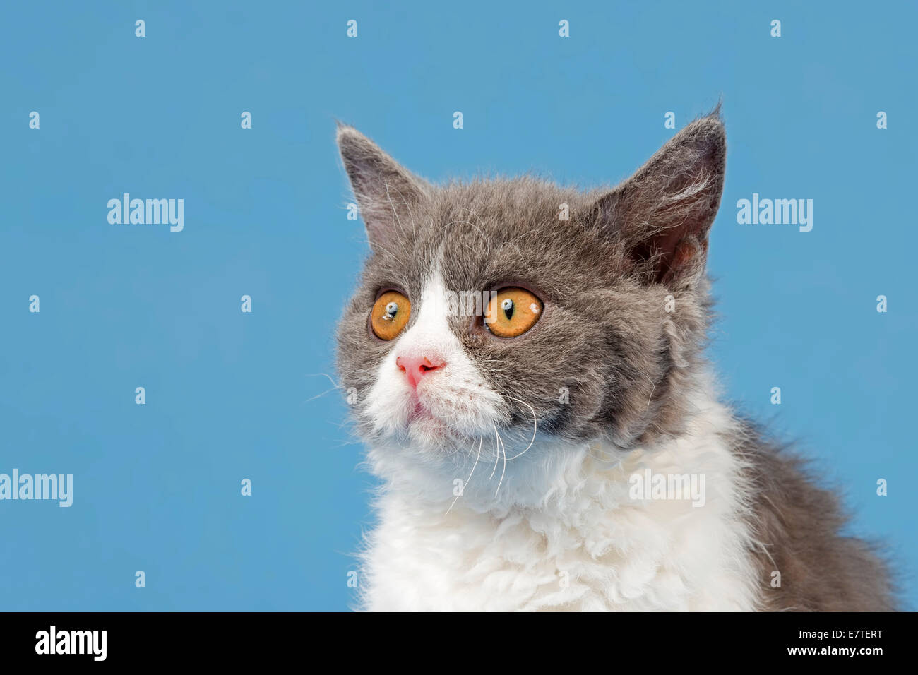 Selkirk Rex Kätzchen, 10 Wochen, Farbe blau-weiß Stockfoto