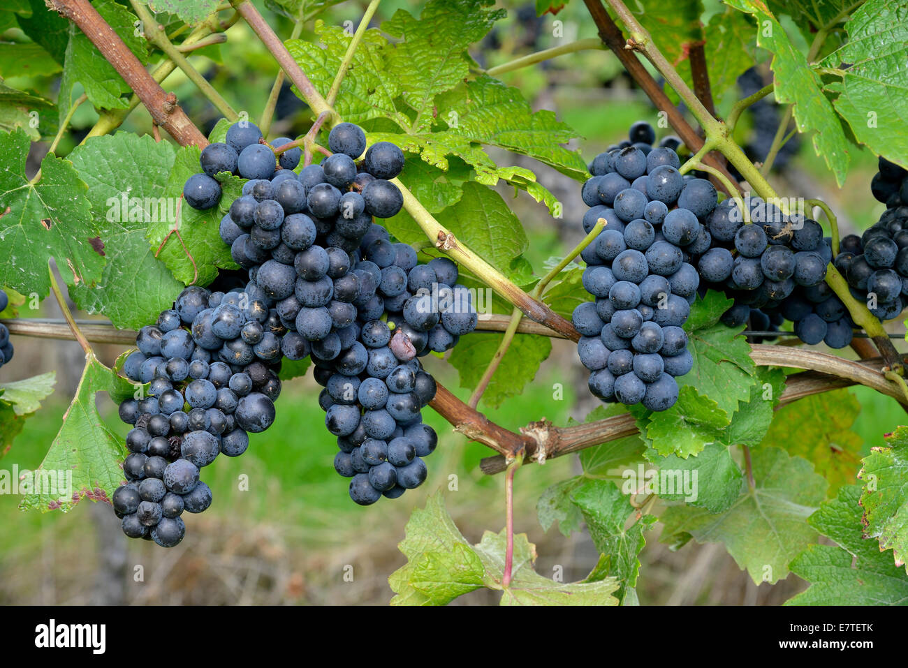 Pinot Noir Trauben, Baden-Württemberg, Deutschland Stockfoto