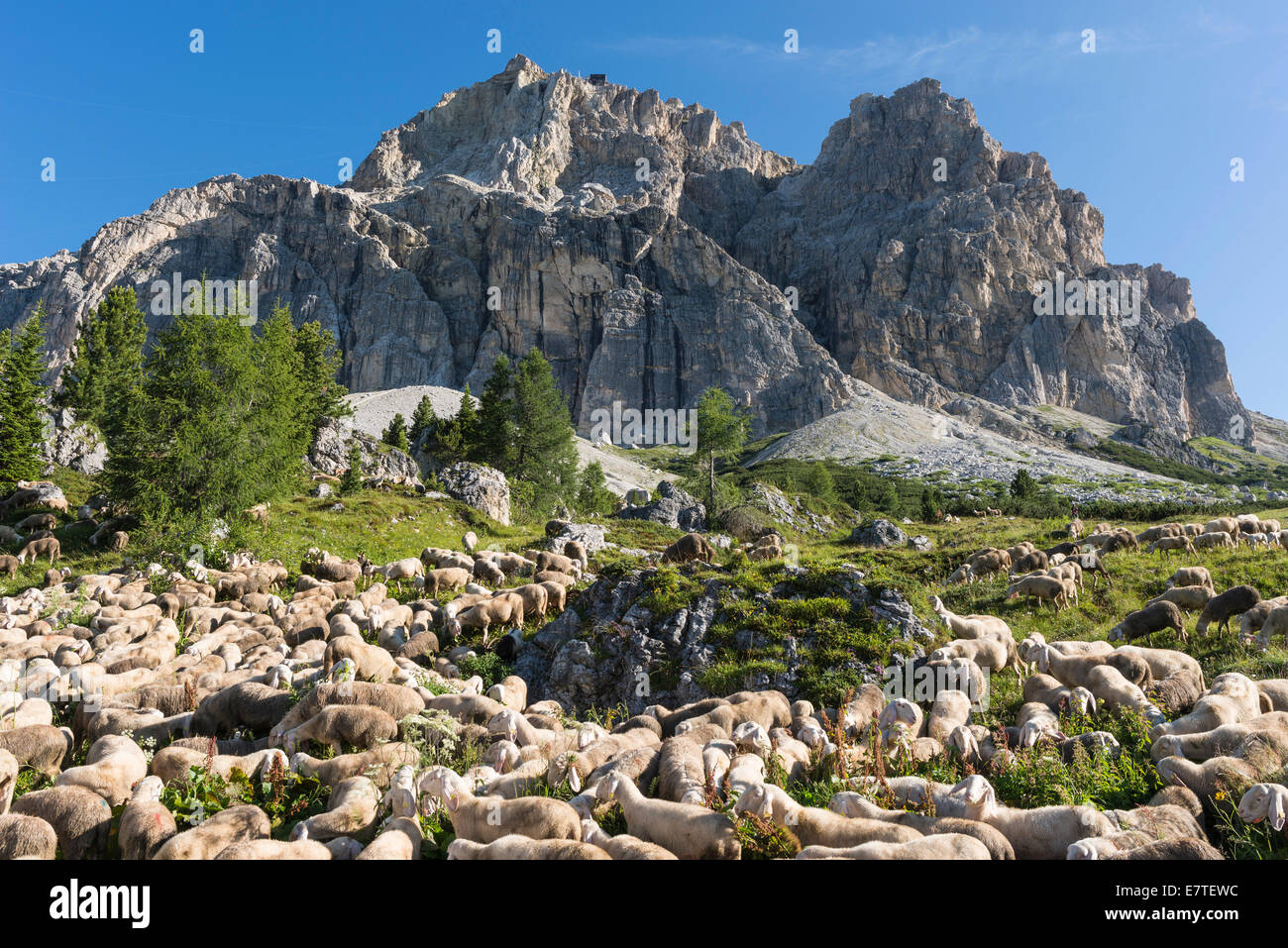 Schafherde auf den Falzarego-Pass, der Lagazuoi mit Seilbahn-Station an der Rückseite, Cortina d ' Ampezzo, Veneto, Italien Stockfoto