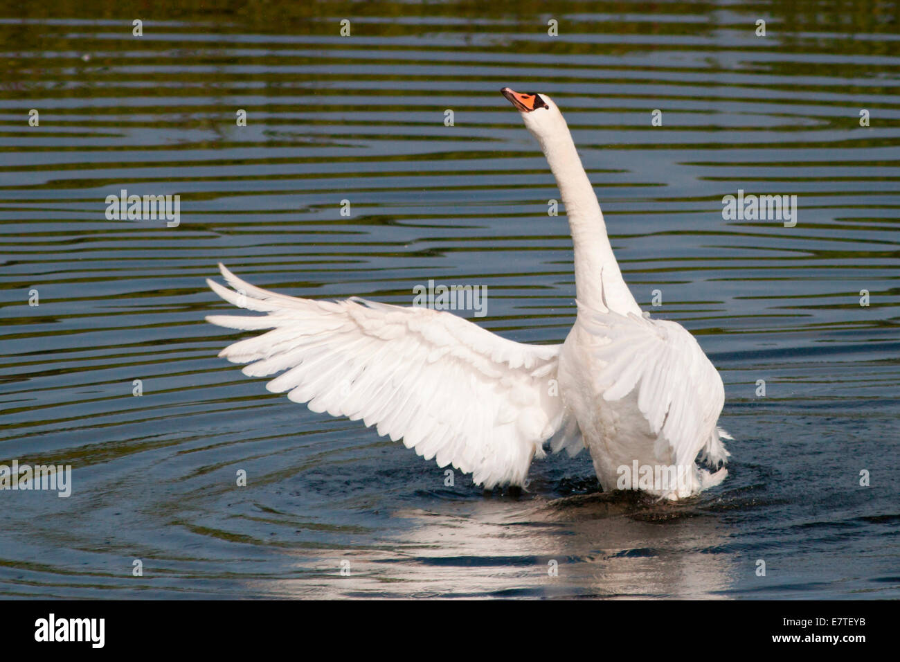 Mute Swan (Cygnus Olor) verbreitet seine Flügel, Nordhessen, Hessen, Deutschland Stockfoto
