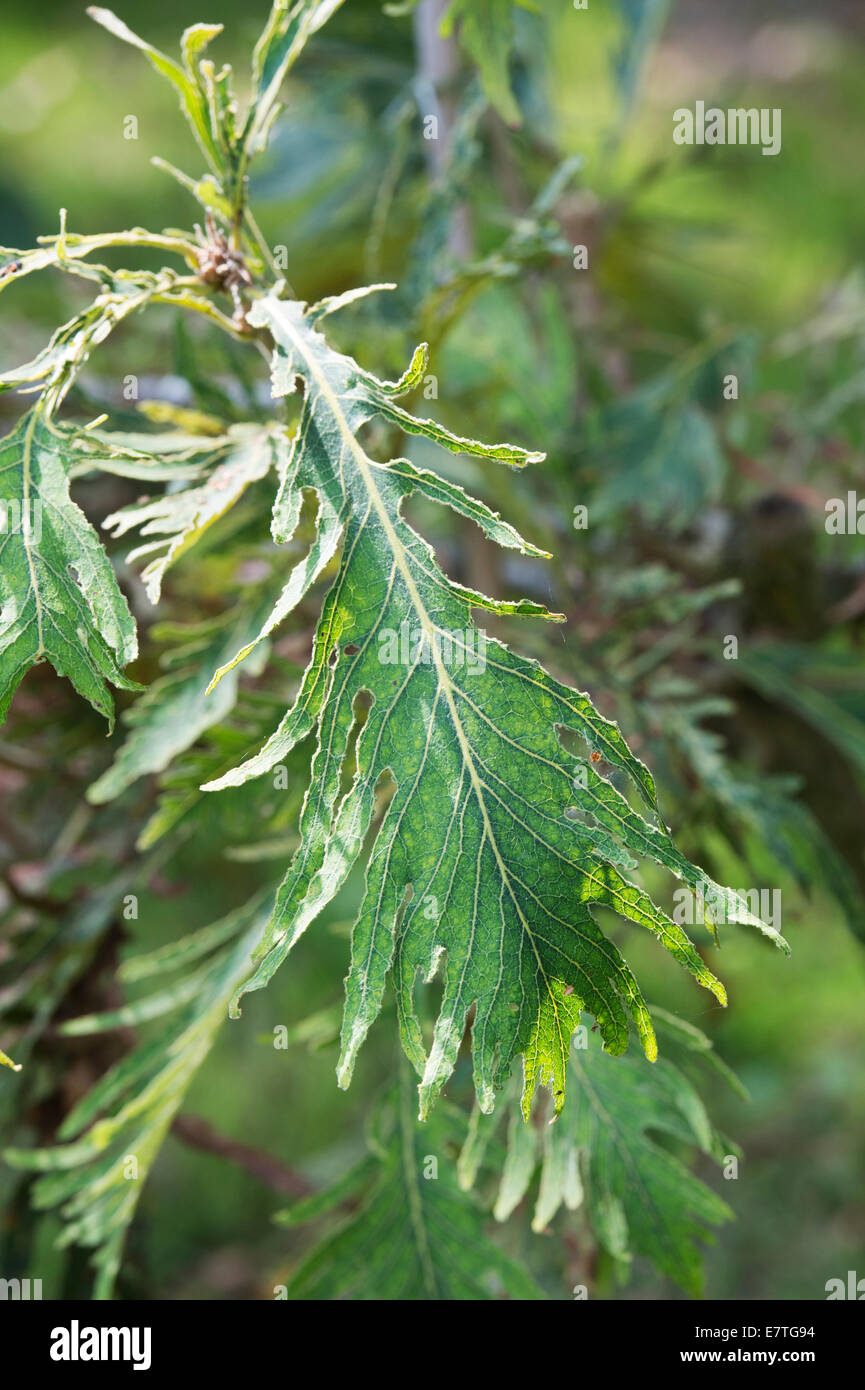 Quercus Dentata "Pinnatifida". Japanische Kaiser Eiche Blatt Stockfoto