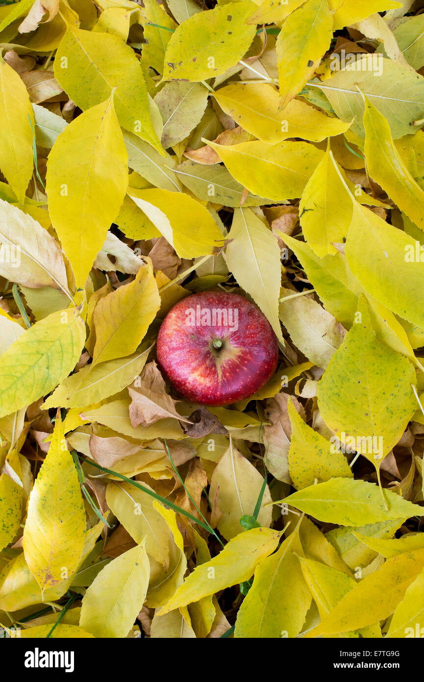Red Apple unter den gelben Baum Blätter Muster im Herbst Stockfoto