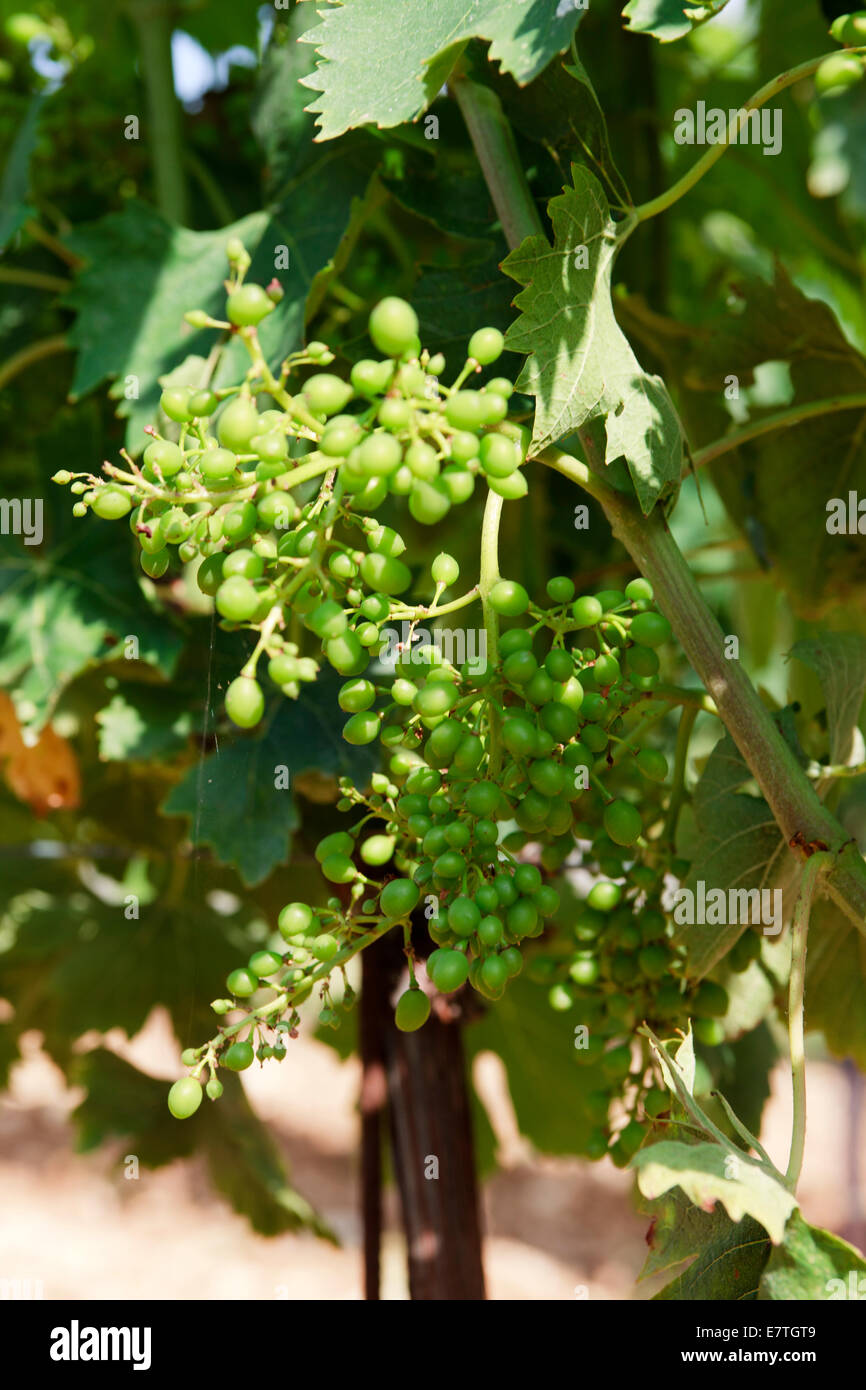 Weinberg, Tavarnelle Val Di Pesa, Chianti Region, Toskana, Italien Stockfoto