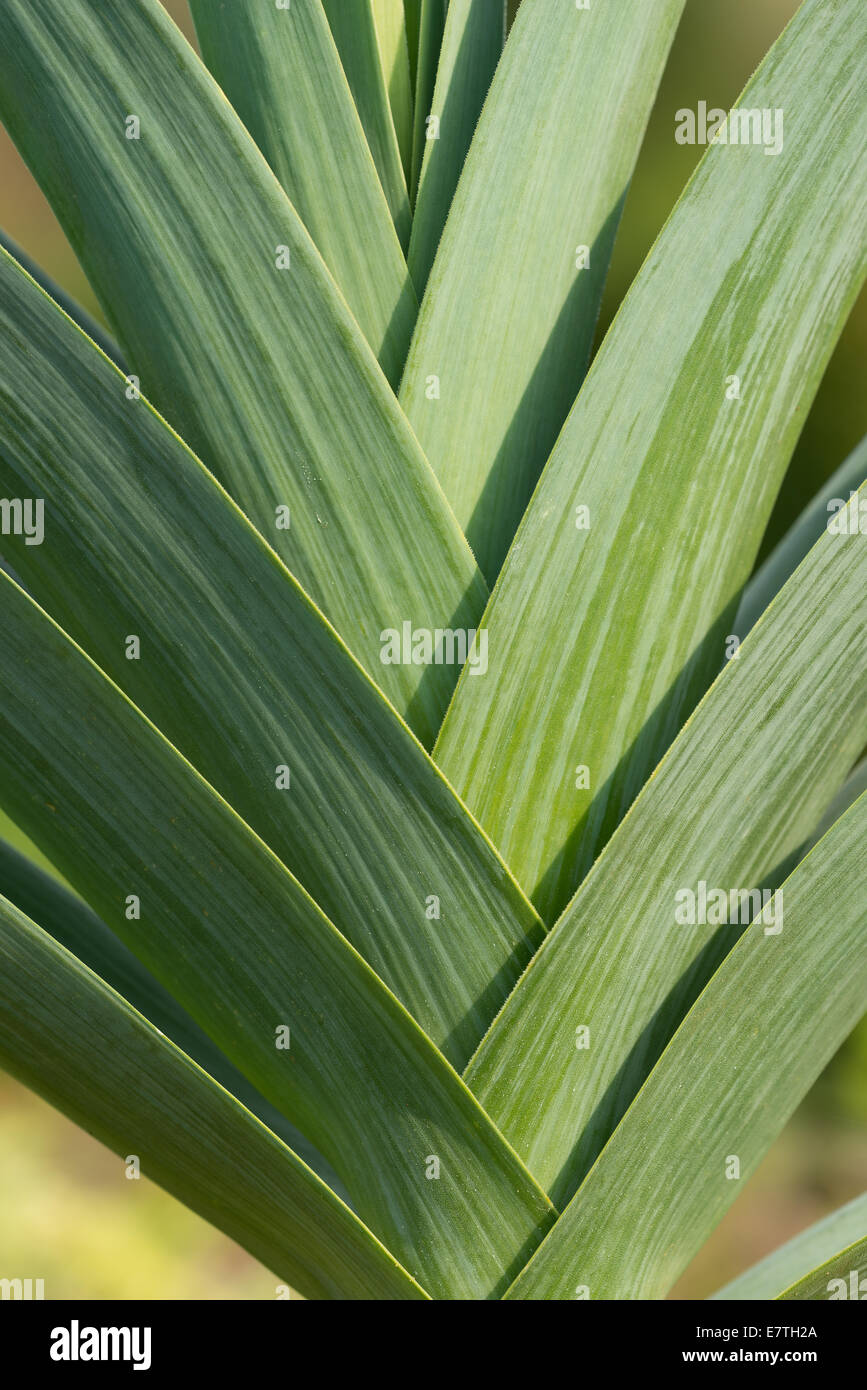 Blätter von Solaris Lauch eine traditionelle französische abwechselnd geschichtet Sorte mit tief geometrische Formen geben Muster Stockfoto
