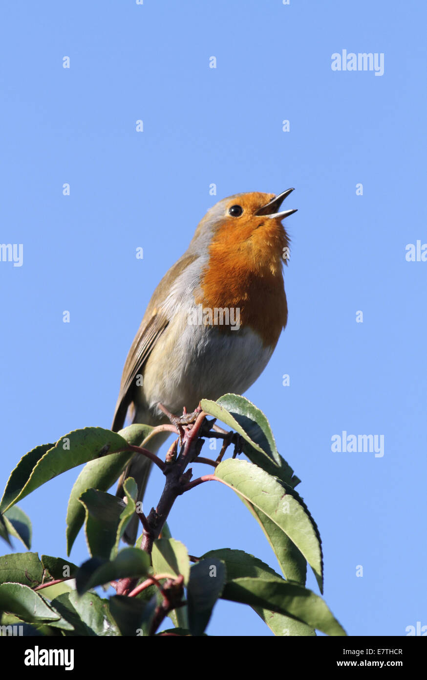 Robin singen im Frühjahr auf Bush Stockfoto