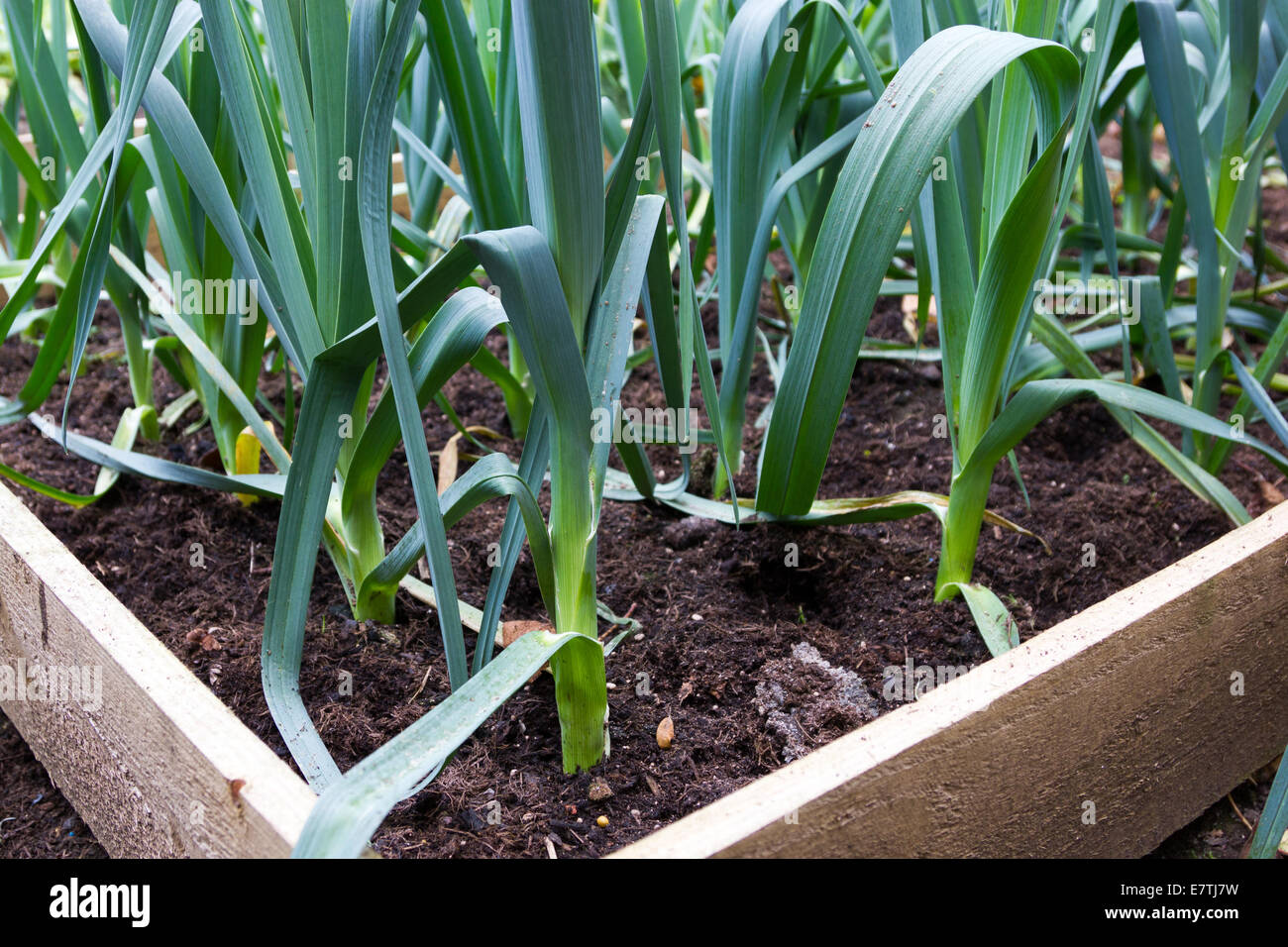 Lauch Lauch Stockfotos und bilder Kaufen Alamy