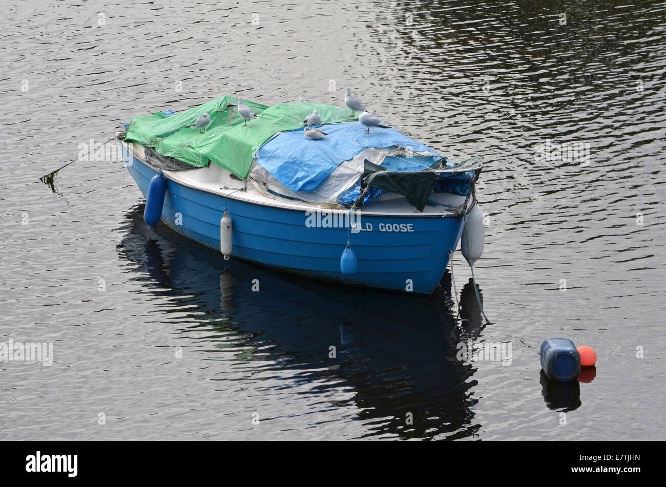 Wildgans, ein Boot über den Fluß Leven in Dumbarton mit mehreren Möwen auf ihm ruhen. Stockfoto