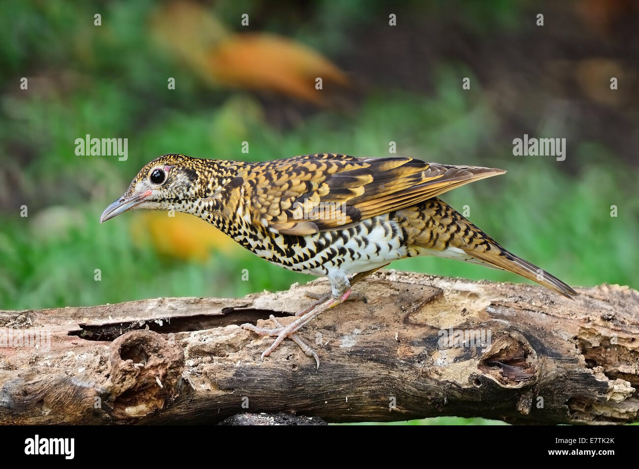 Schönen schwarz-weiß-Vogel, weiß Soor (Zoothera Aurea), stehend auf das Protokoll, Seitenprofil Stockfoto