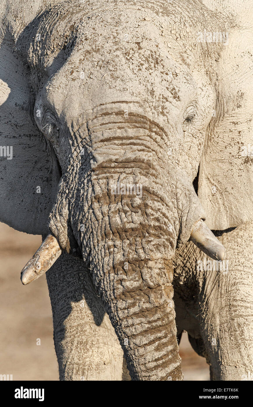 Das Gesicht des Afrikanischen Elefanten (Loxodonta Africana) zeigt seine Stoßzähne in der Abendsonne. Etosha-Nationalpark, Namibia Stockfoto