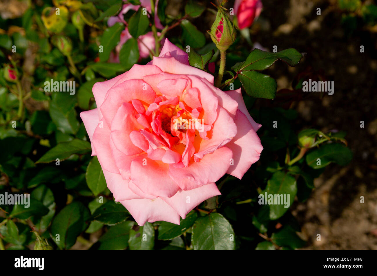 Nahaufnahme von Rose, Alexandra Gardens, Cardiff, Wales. Stockfoto