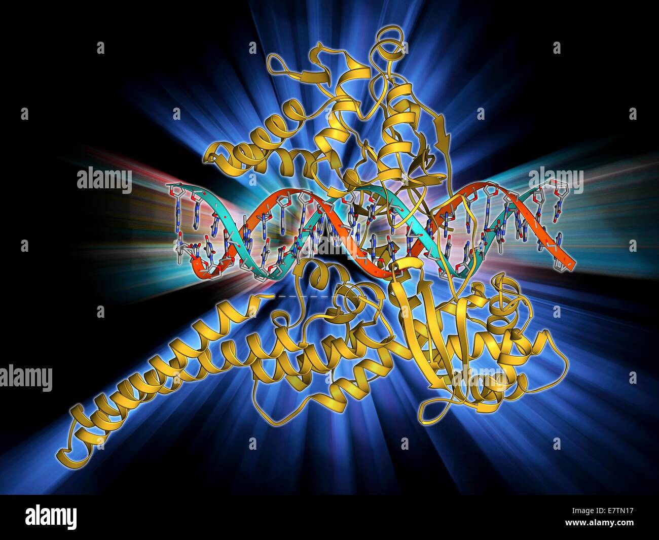 Typ-I-Topoisomerase an DNA gebunden. Molekülmodell zeigt eine Art ich Topoisomerase-Molekül (Khaki) verpflichtet, einen Strang der DNA (Desoxyribonukleinsäure, rot und blau). Die Topoisomerase Enzyme bei der Kabellitzen DNA. DNA ist in der Regel in einem supercoiled fo gespeichert. Stockfoto