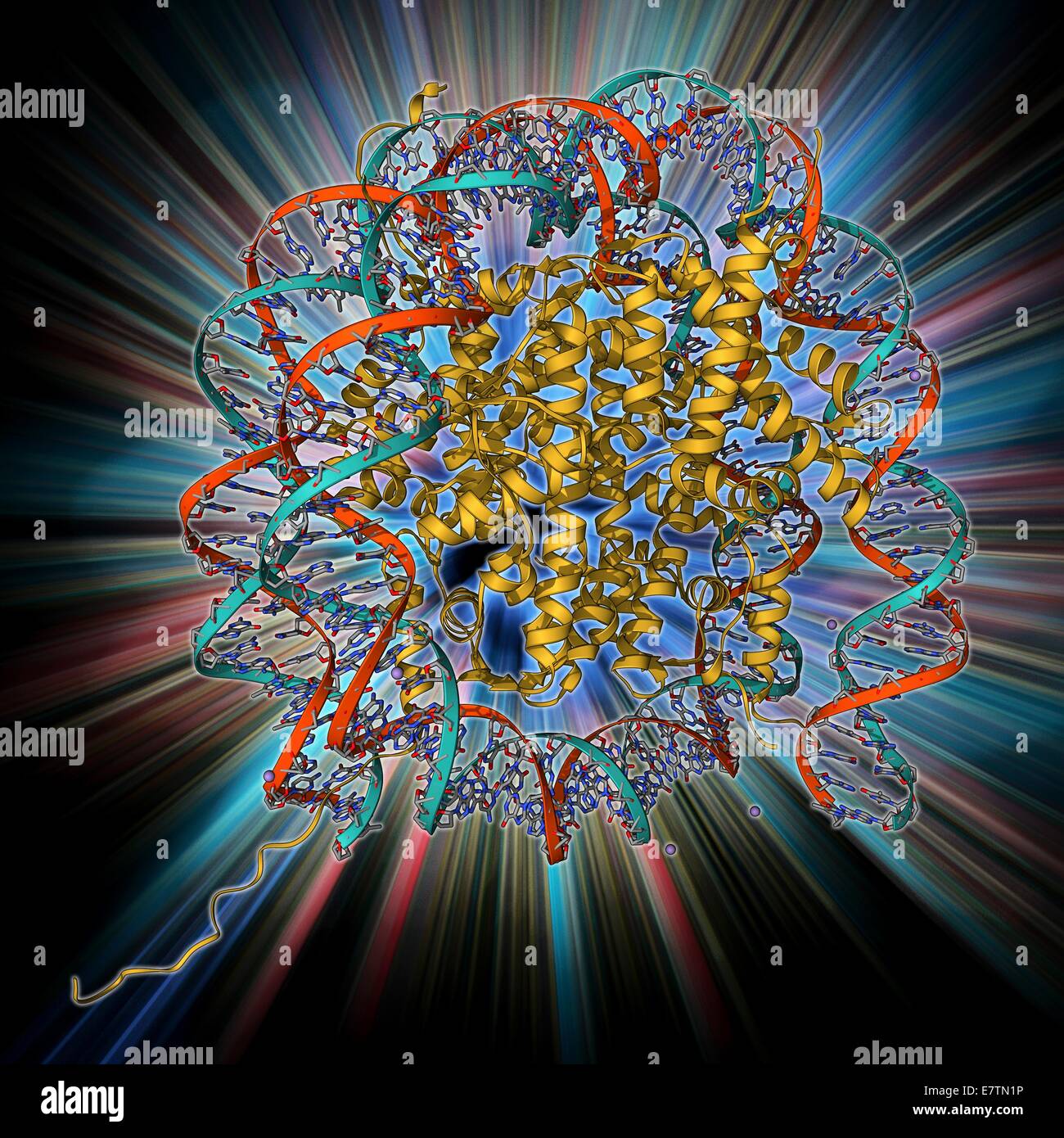 Nukleosom Molekülmodell. Ein Nukleosom ist eine Untereinheit des Chromatins, die Substanz, die Chromosomen bildet. Es besteht aus ein kurzes Stück DNA (Desoxyribonukleinsäure, roten und blauen Helix) um einen Kern aus acht Histonproteine (Mitte) gewickelt. Hier die Stockfoto