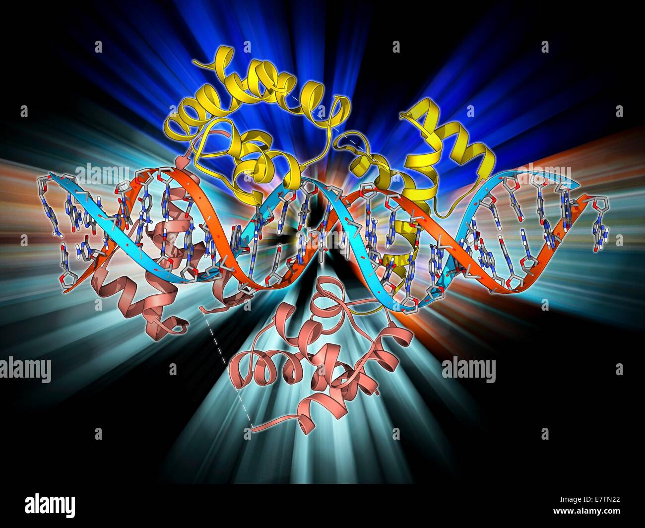 Grube-1 Transkriptionsfaktor an DNA gebunden. Molekülmodell zeigt Hypophyse-spezifische positive Transkriptionsfaktor 1 (Pit-1) (gelb und rosa) verpflichtet, einen Strang der DNA (Desoxyribonukleinsäure, Zentrum). Transkriptionsfaktoren sind Proteine, die an binden Stockfoto