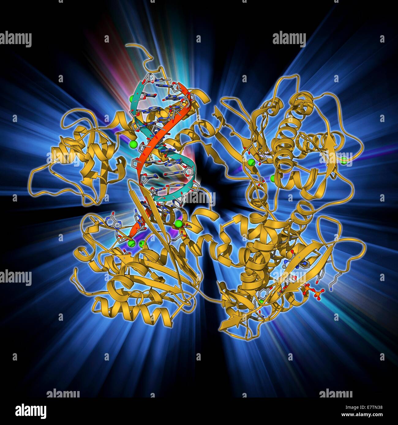 DNA-Klemme komplexiert mit DNA-Molekül. Molekülmodell zeigt eine gleitende DNA (Desoxyribonukleinsäure) Klemme (Beige) mit einem Molekül der DNA (rot und blau) komplexiert. Die verschiebbare Klemme ist Teil eines größeren Moleküls (nicht gesehen), eine DNA-Polymerase. DNA-polymerase Stockfoto