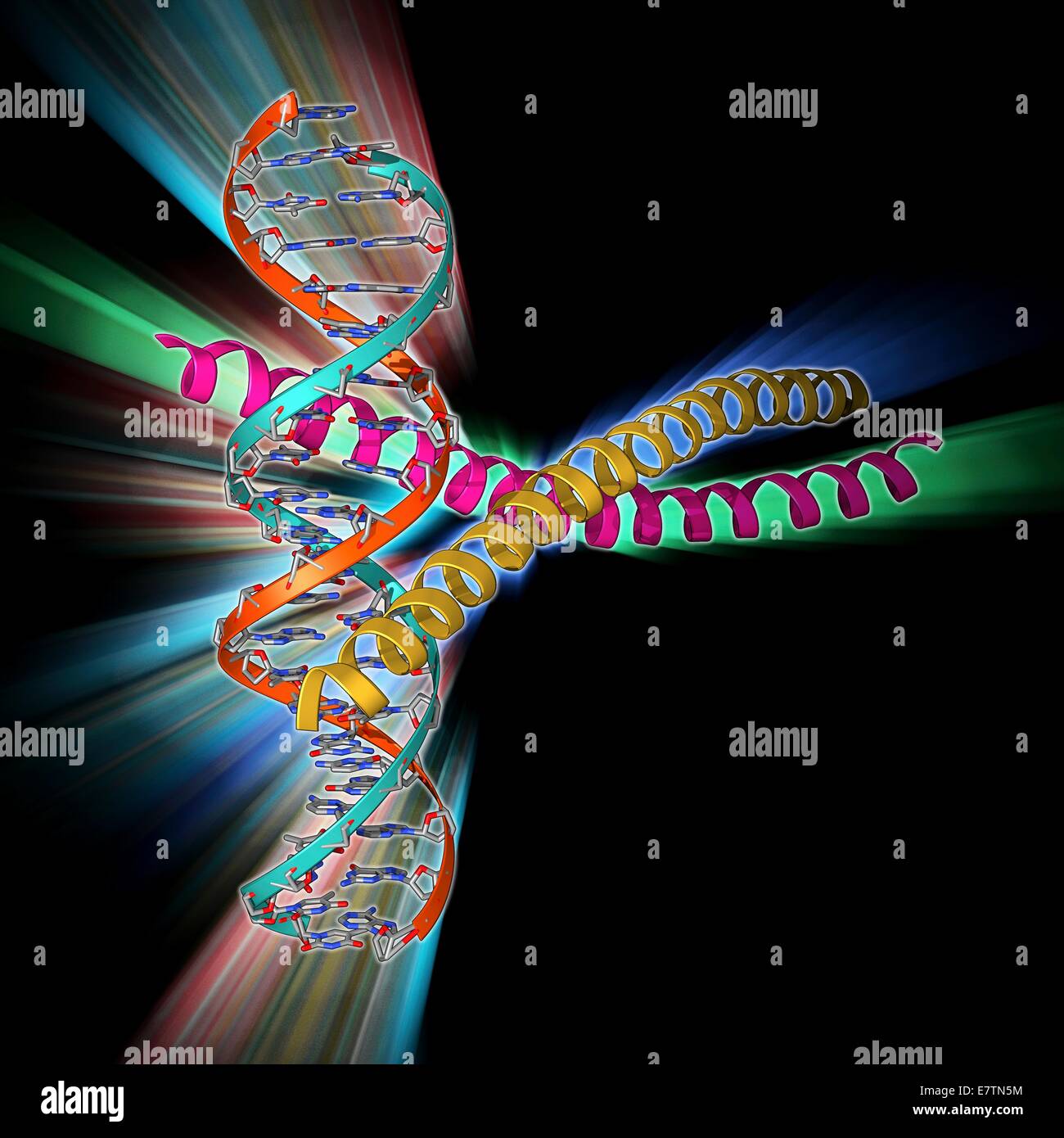 Transkriptionsfaktor komplexiert mit DNA. Molekülmodell zeigt die transcriptional Faktor c-fos c-jun (gelb und rosa) verpflichtet, einen Strang der DNA (Desoxyribonukleinsäure, Orange und blau). Transkriptionsfaktoren sind Proteine, die an spezifische Sequenzen binden Stockfoto