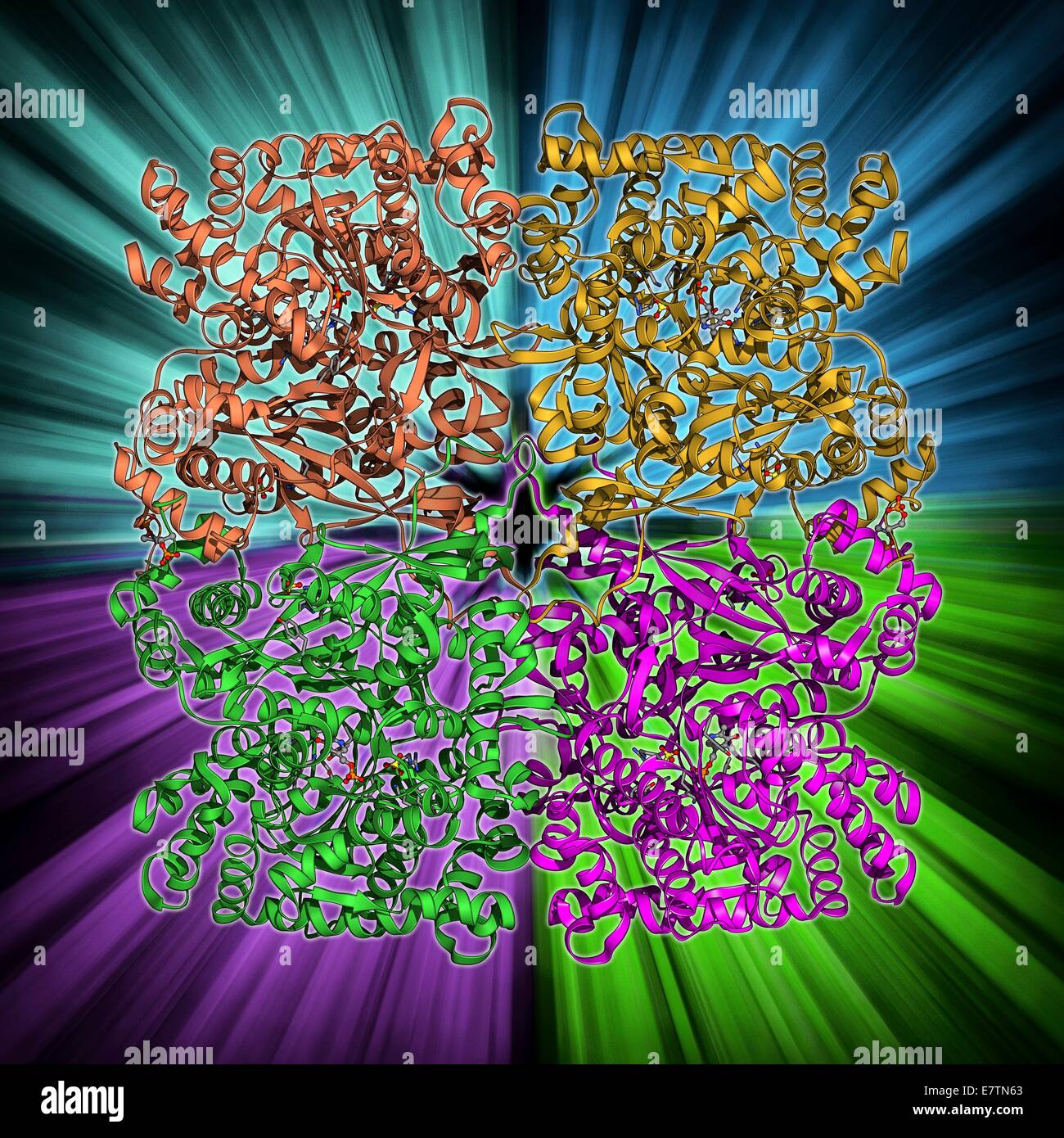 Glykogen-Phosphorylase, Molekülmodell. Dies ist ein Enzym, das beim Abbau von Glykogen, Lagerung Energiemolekül tierischen Stoffwechsel beteiligt. Die Wirkung der Glykogen-Phosphorylase liefert Kraftstoff für die Muskelkontraktion. In der Leber das Enzym m Stockfoto