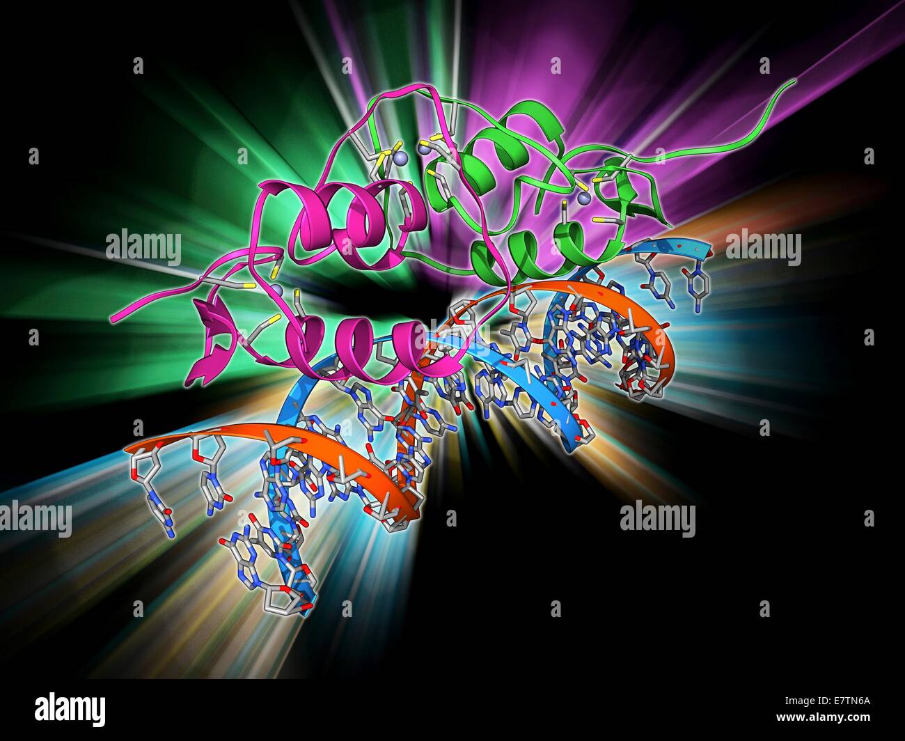Östrogen-Rezeptor an DNA gebunden. Molekulares Modell des DNA-bindende Domäne (grün und rosa) von der Östrogen-Rezeptor gebunden an ein Molekül der DNA (Desoxyribonukleinsäure, blau und Orange). Östrogen-Rezeptoren sind cytoplasmatische Proteine, die Östrogene binden eine Stockfoto