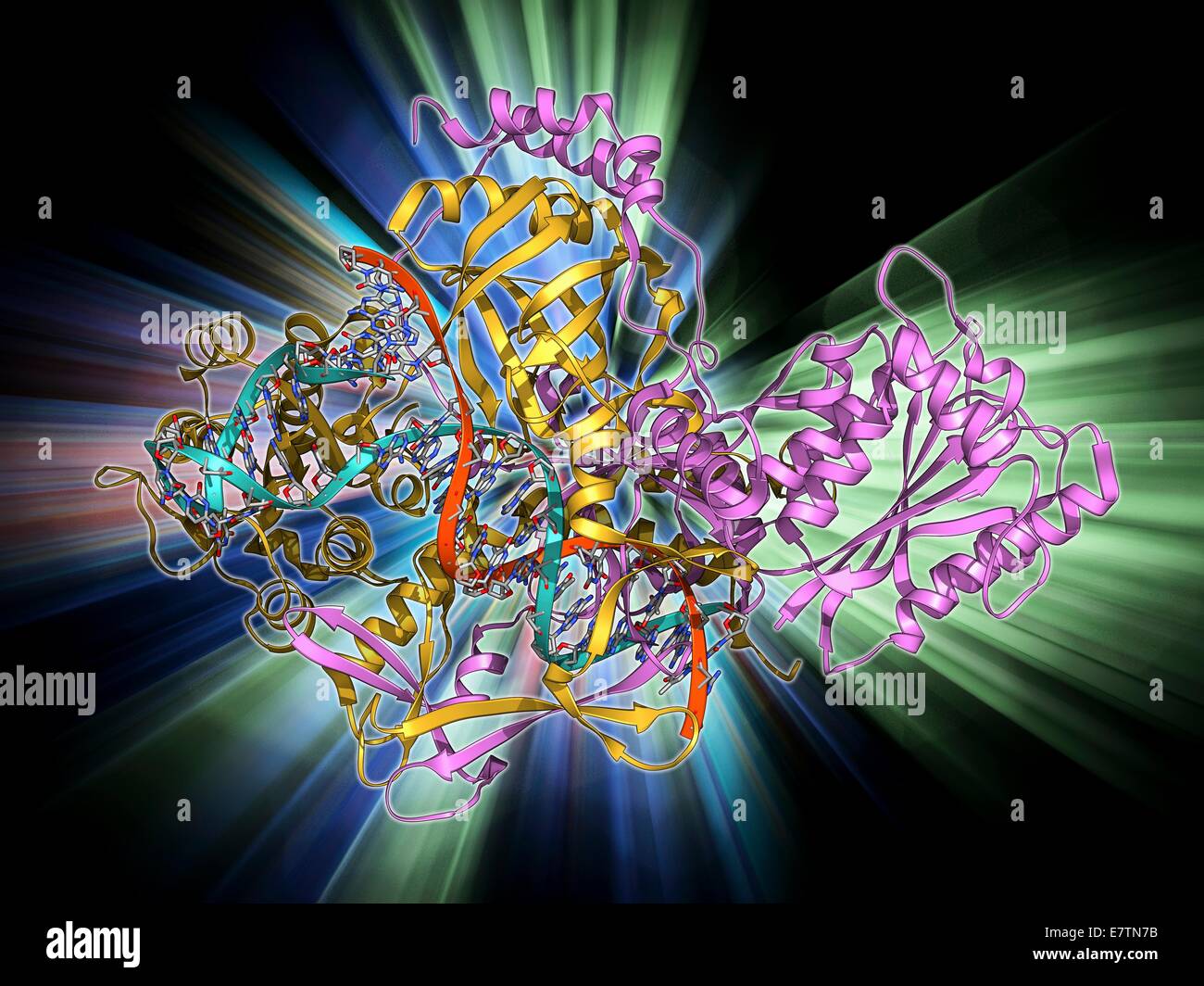 Protein und DNA zu reparieren. Molekulares Modell des Ku-Heterodimer (gelb und rosa) verpflichtet, einen Strang der DNA (Desoxyribonukleinsäure, rot und blau) als Teil des Reparaturvorgangs. Das Ku-Protein besteht aus zwei Untereinheiten, Ku70 und Ku80. Es bildet einen Ring, Terra Stockfoto